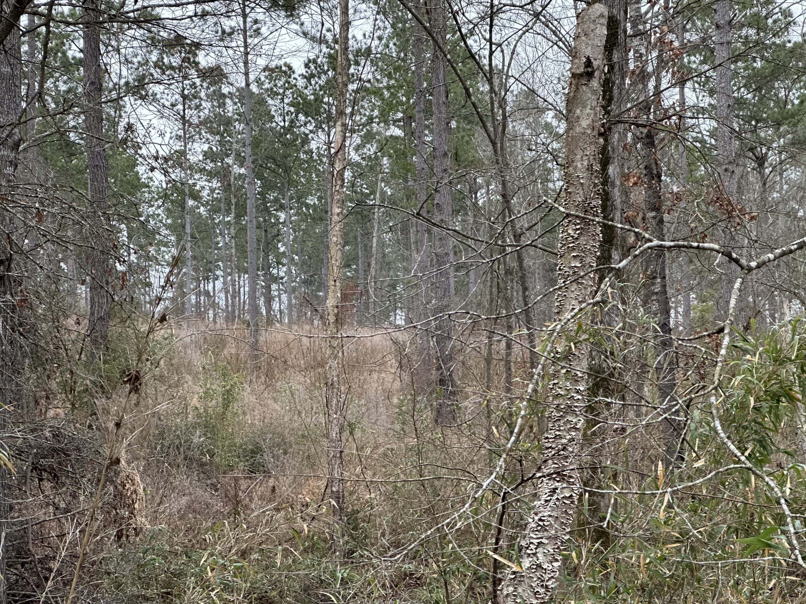 East Texas Recreational/Hunting Land For Sale