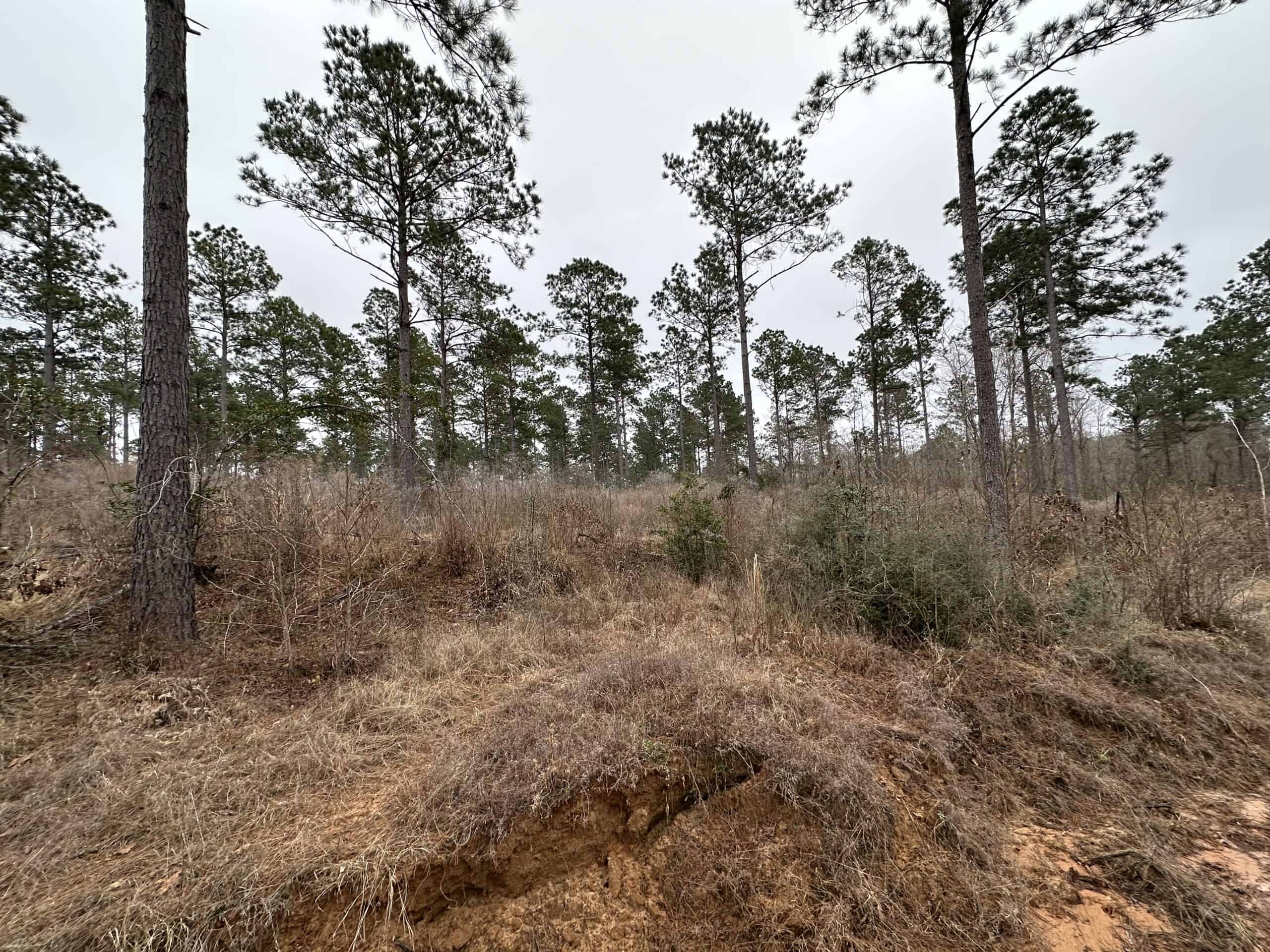 East Texas Recreational/Hunting Land For Sale
