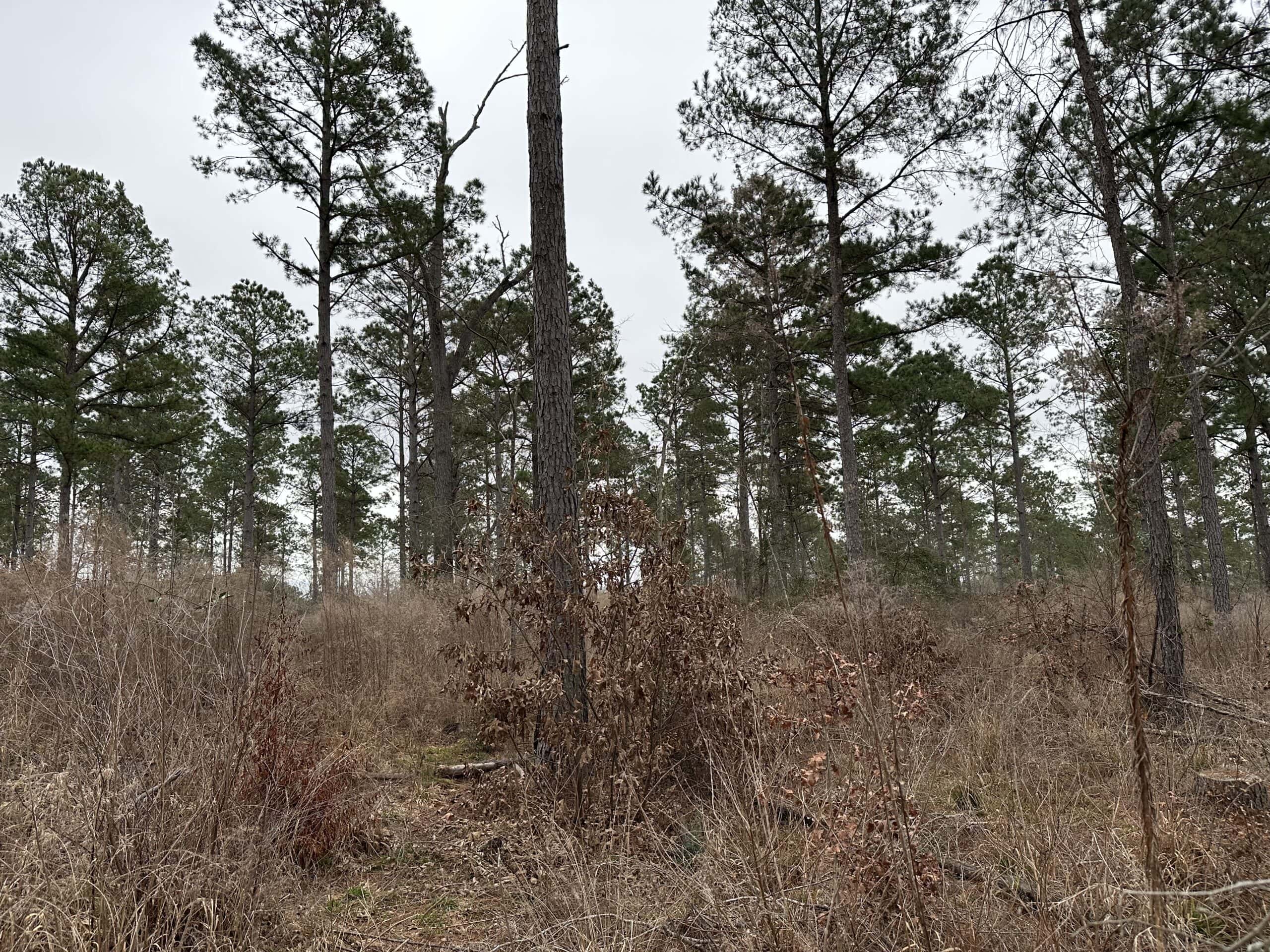 East Texas Recreational/Hunting Land For Sale