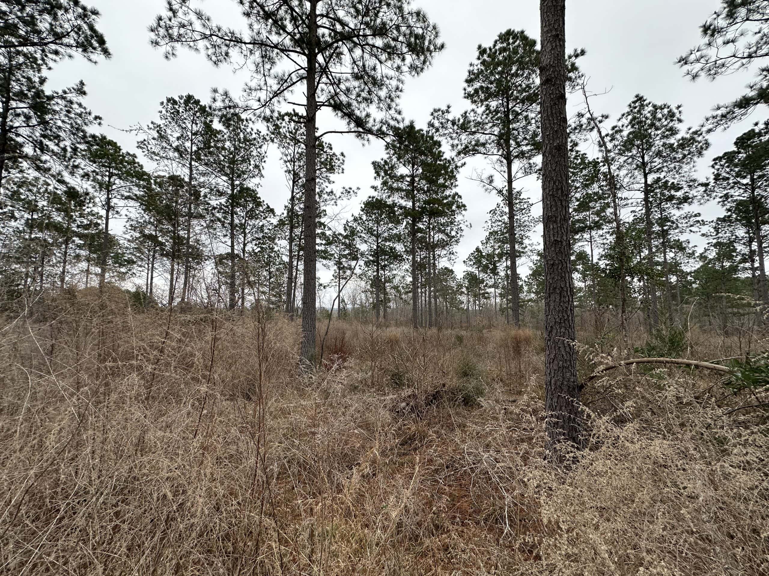 East Texas Recreational/Hunting Land For Sale