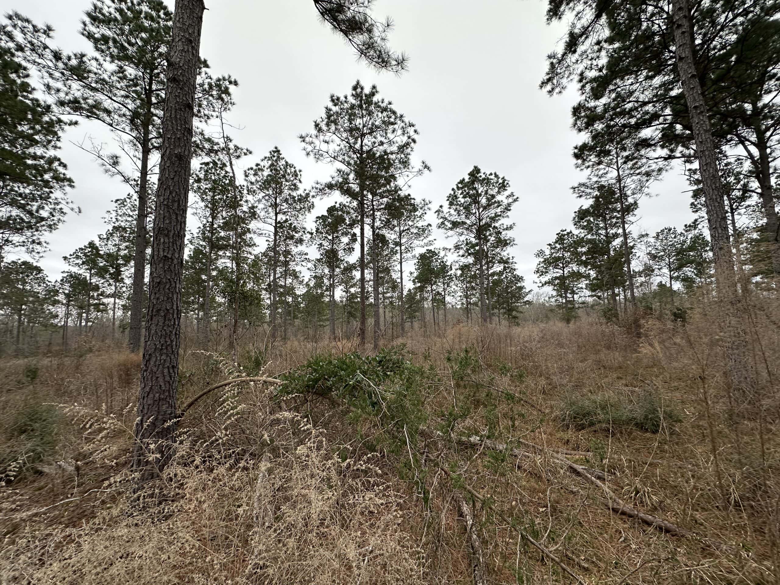 East Texas Recreational/Hunting Land For Sale