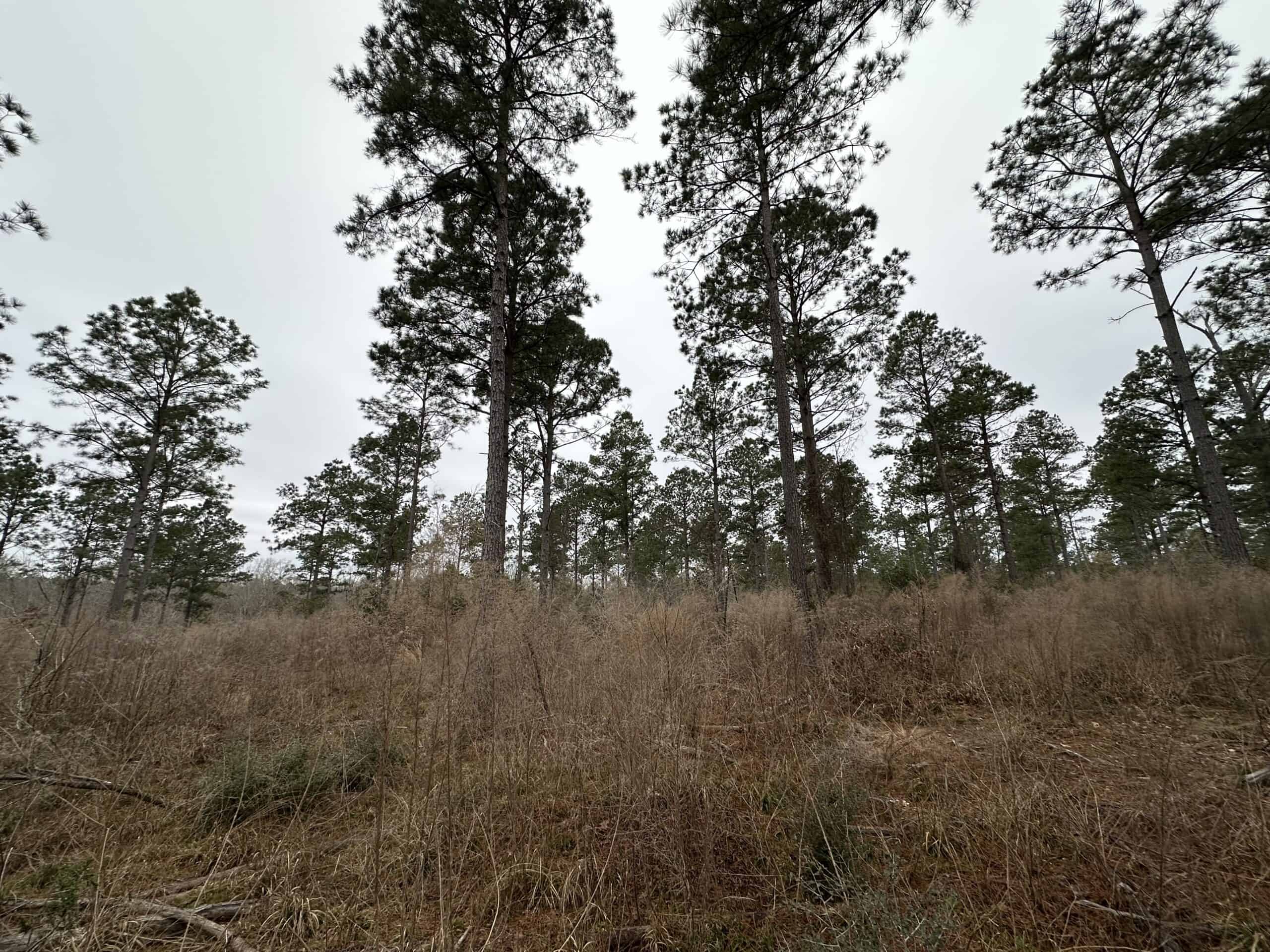 East Texas Recreational/Hunting Land For Sale