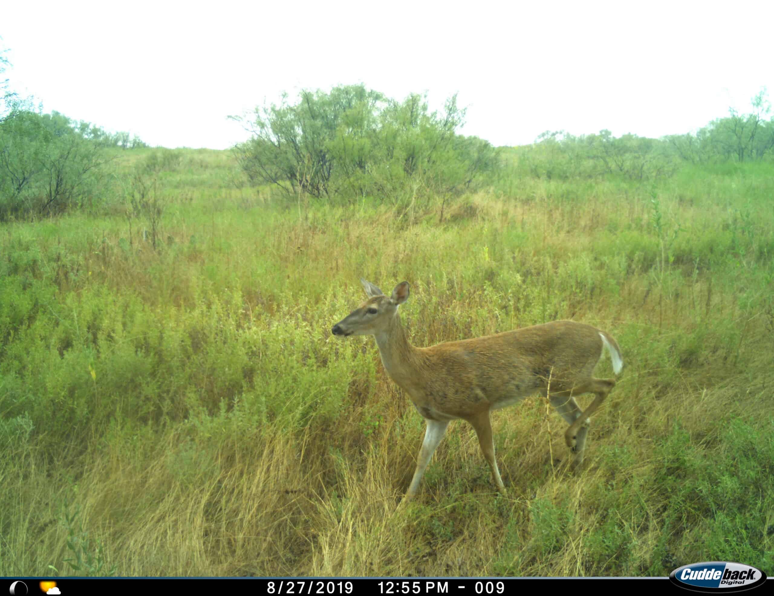 101 ac Superb Hunting Property Wichita County Texas