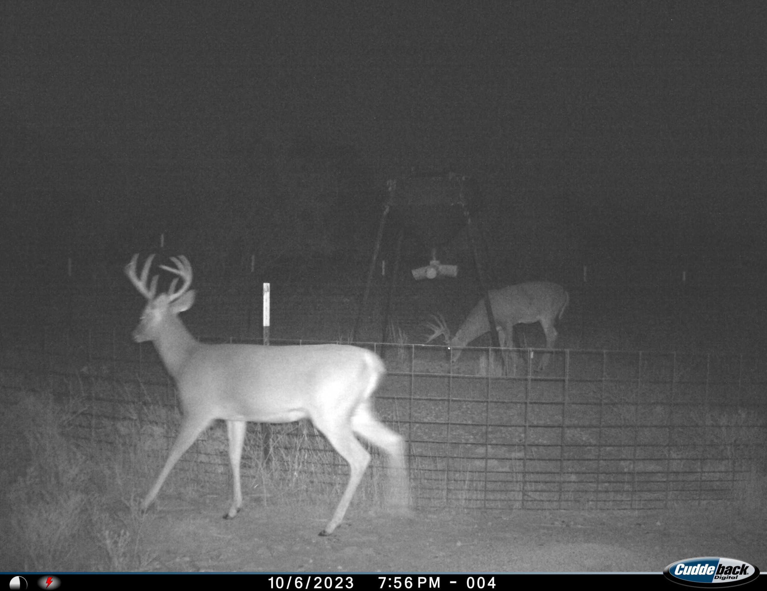 101 ac Superb Hunting Property Wichita County Texas