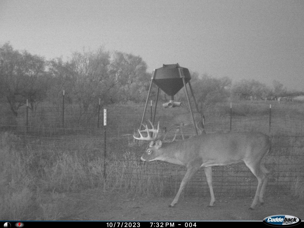 101 ac Superb Hunting Property Wichita County Texas