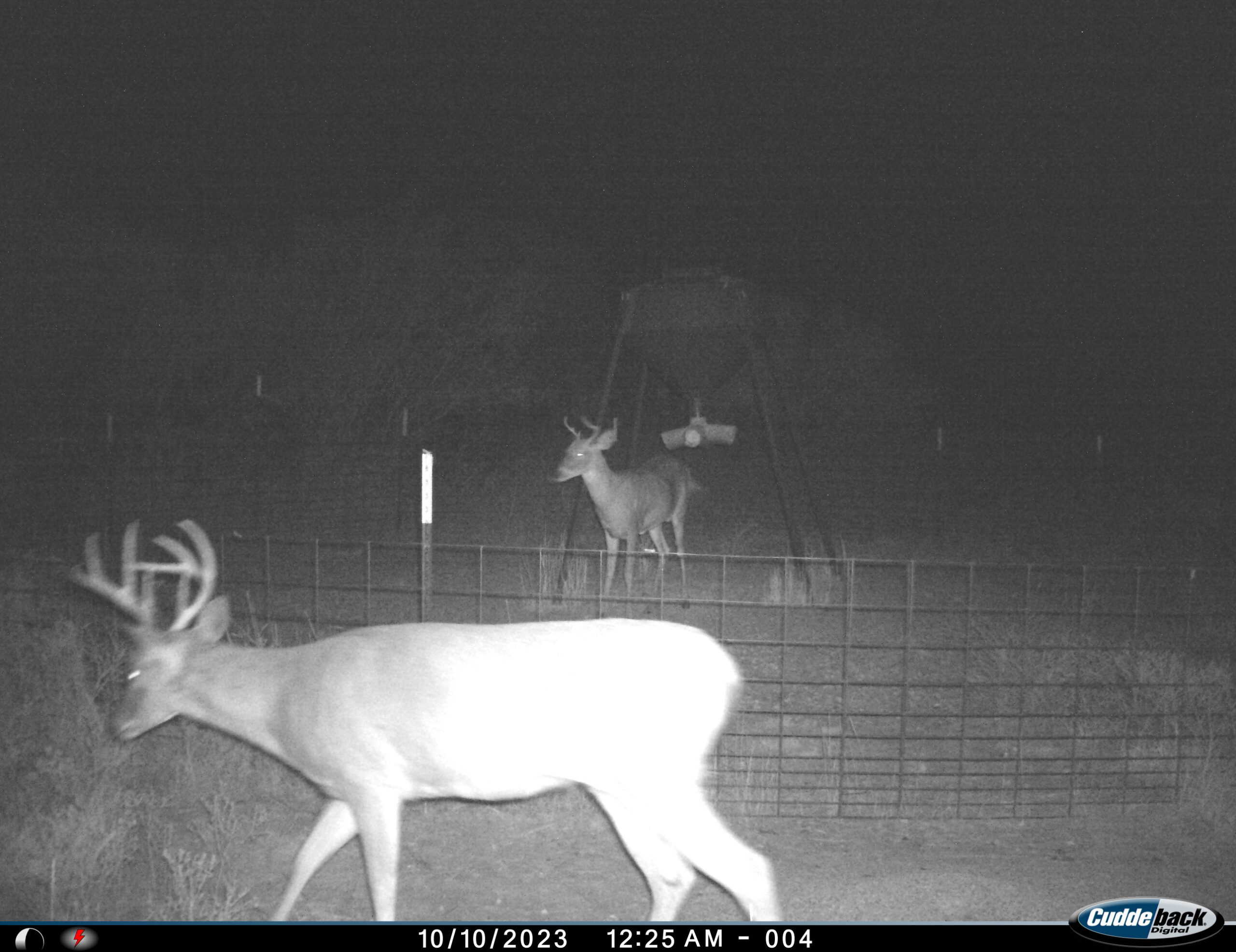101 ac Superb Hunting Property Wichita County Texas