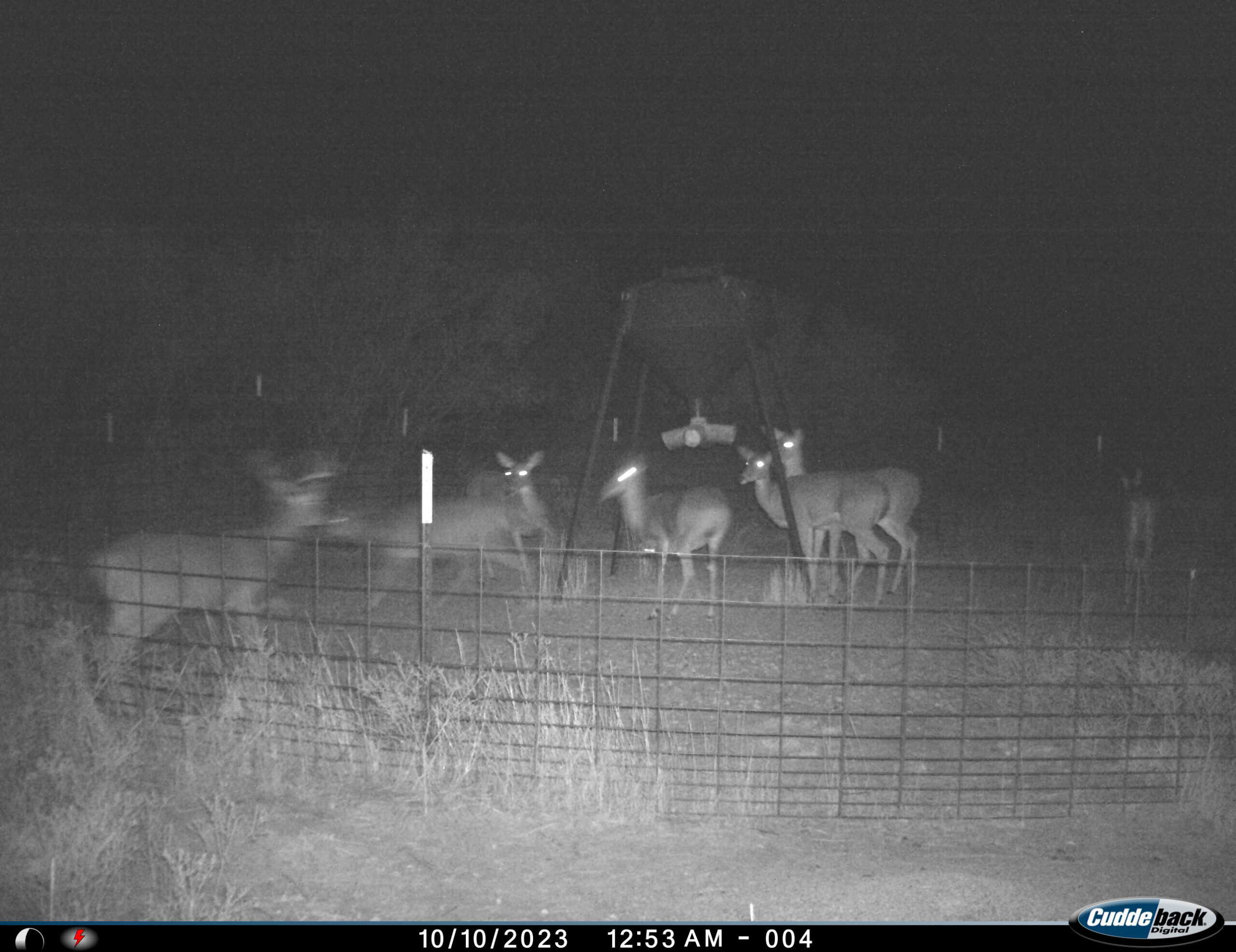 101 ac Superb Hunting Property Wichita County Texas