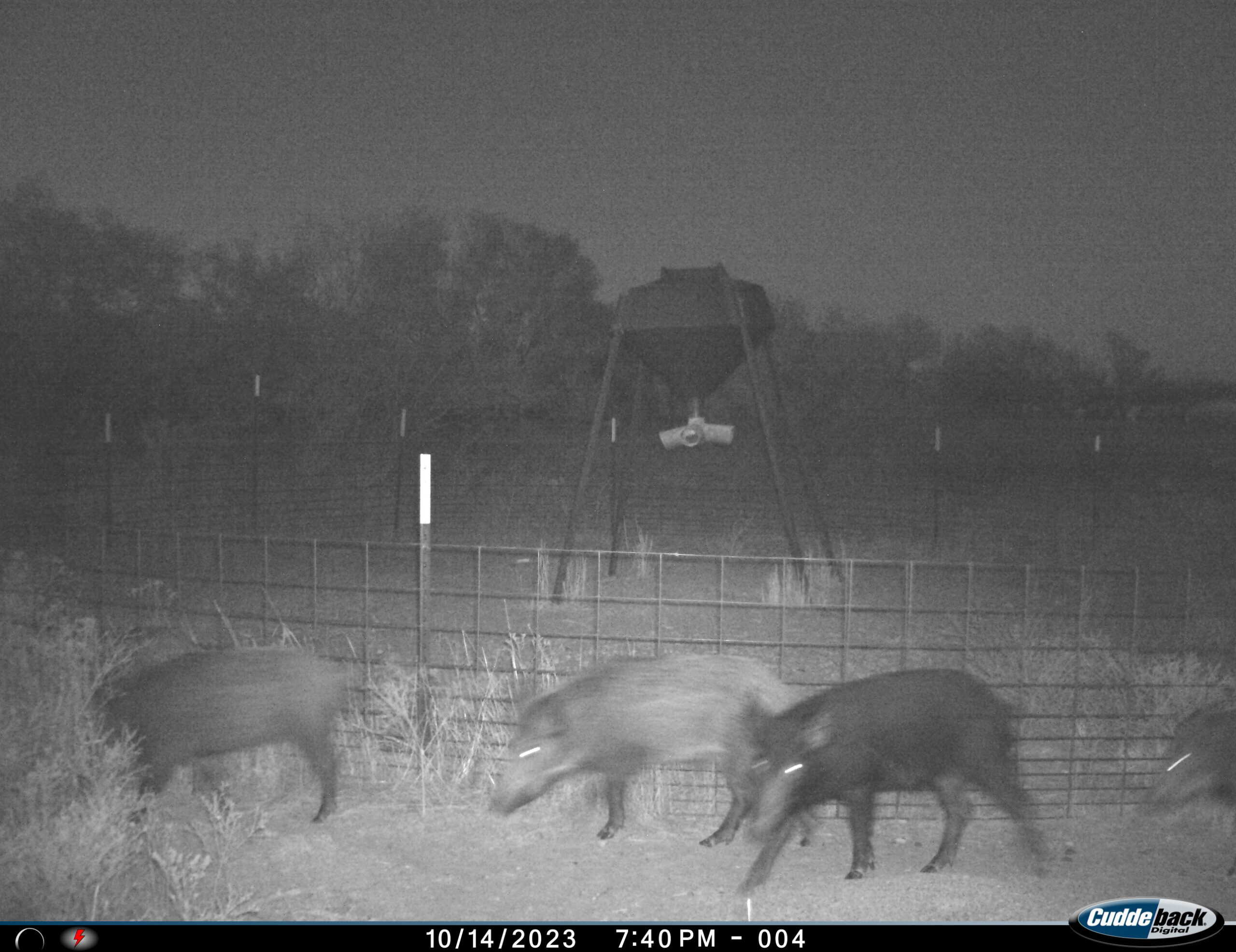 101 ac Superb Hunting Property Wichita County Texas