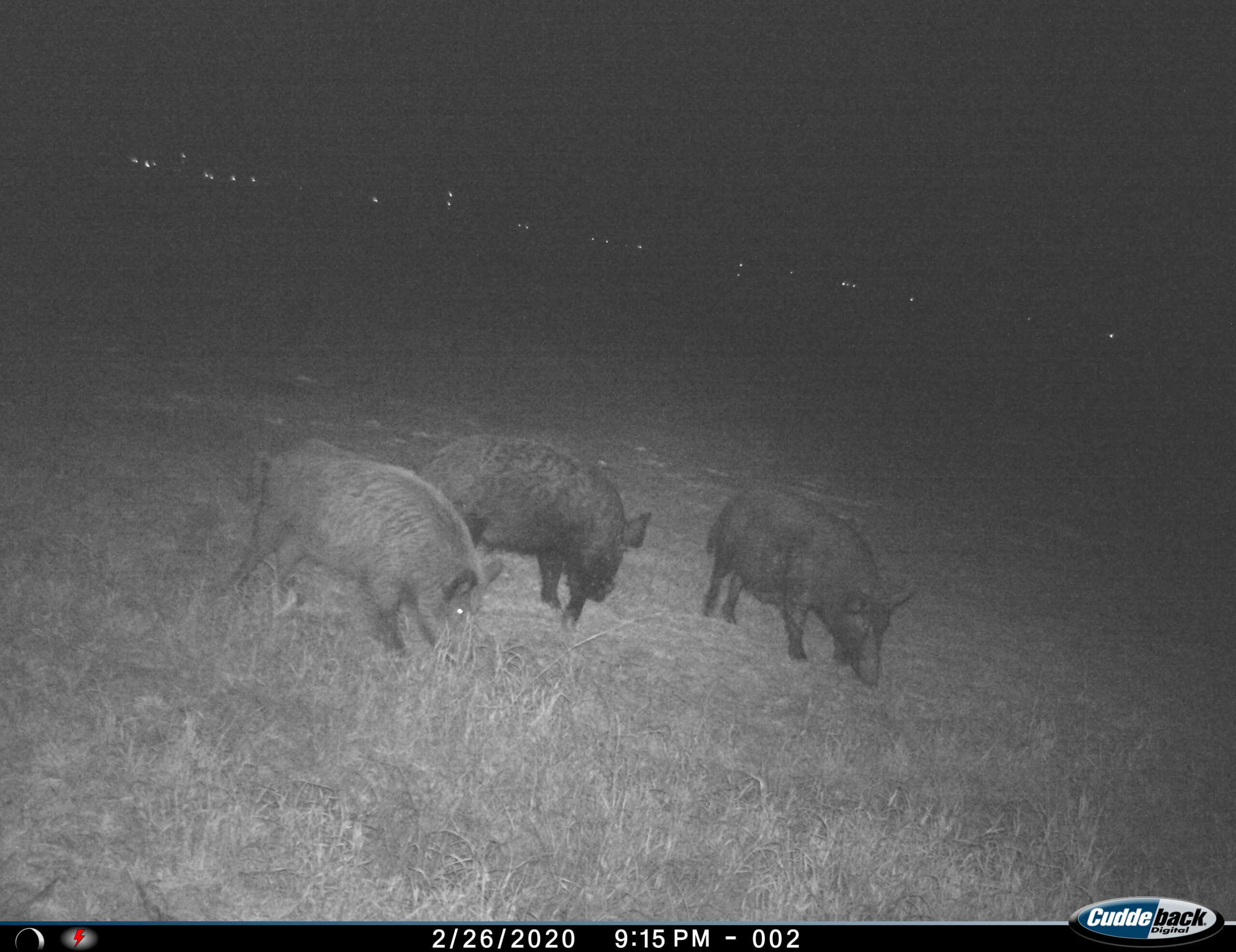 101 ac Superb Hunting Property Wichita County Texas