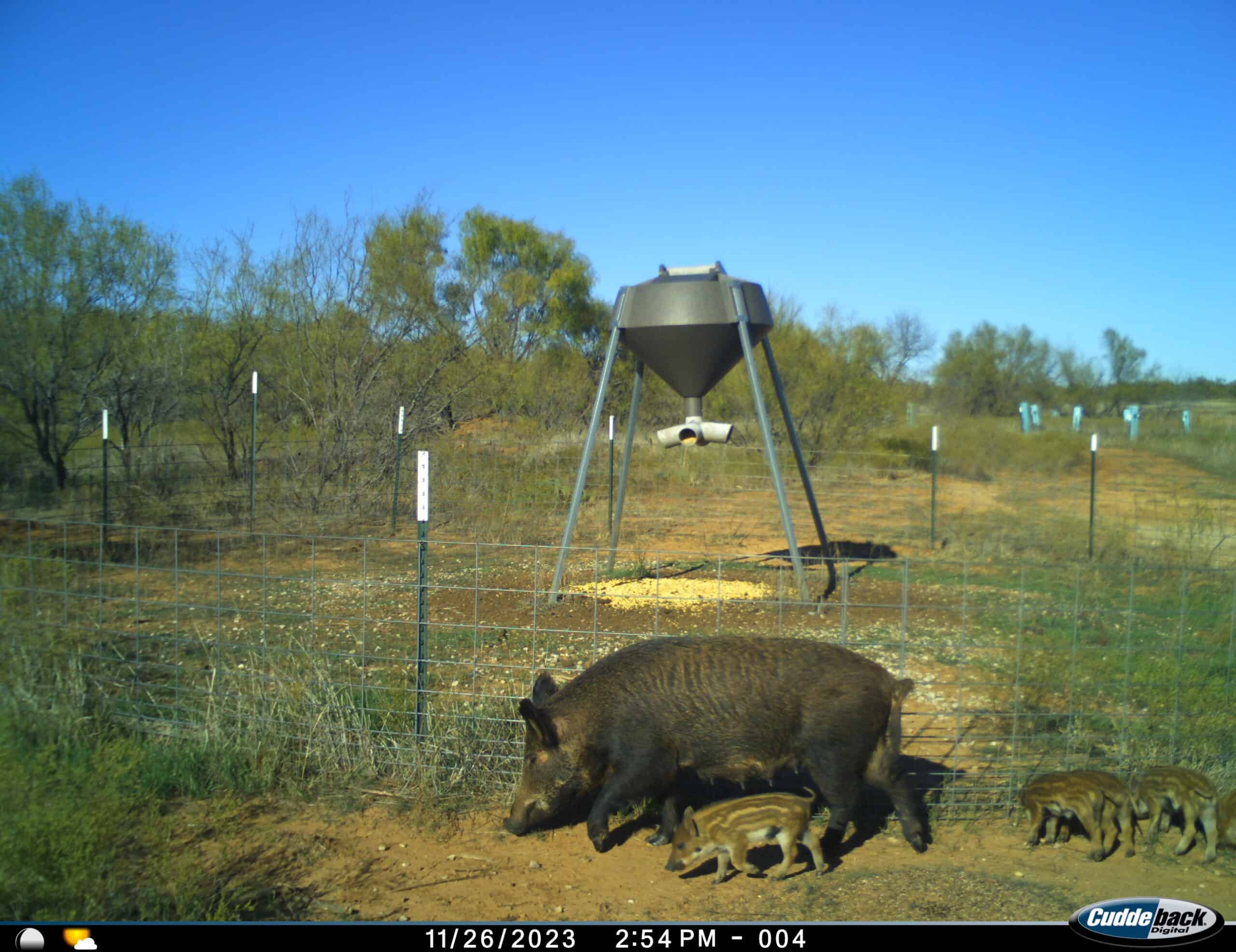 101 ac Superb Hunting Property Wichita County Texas