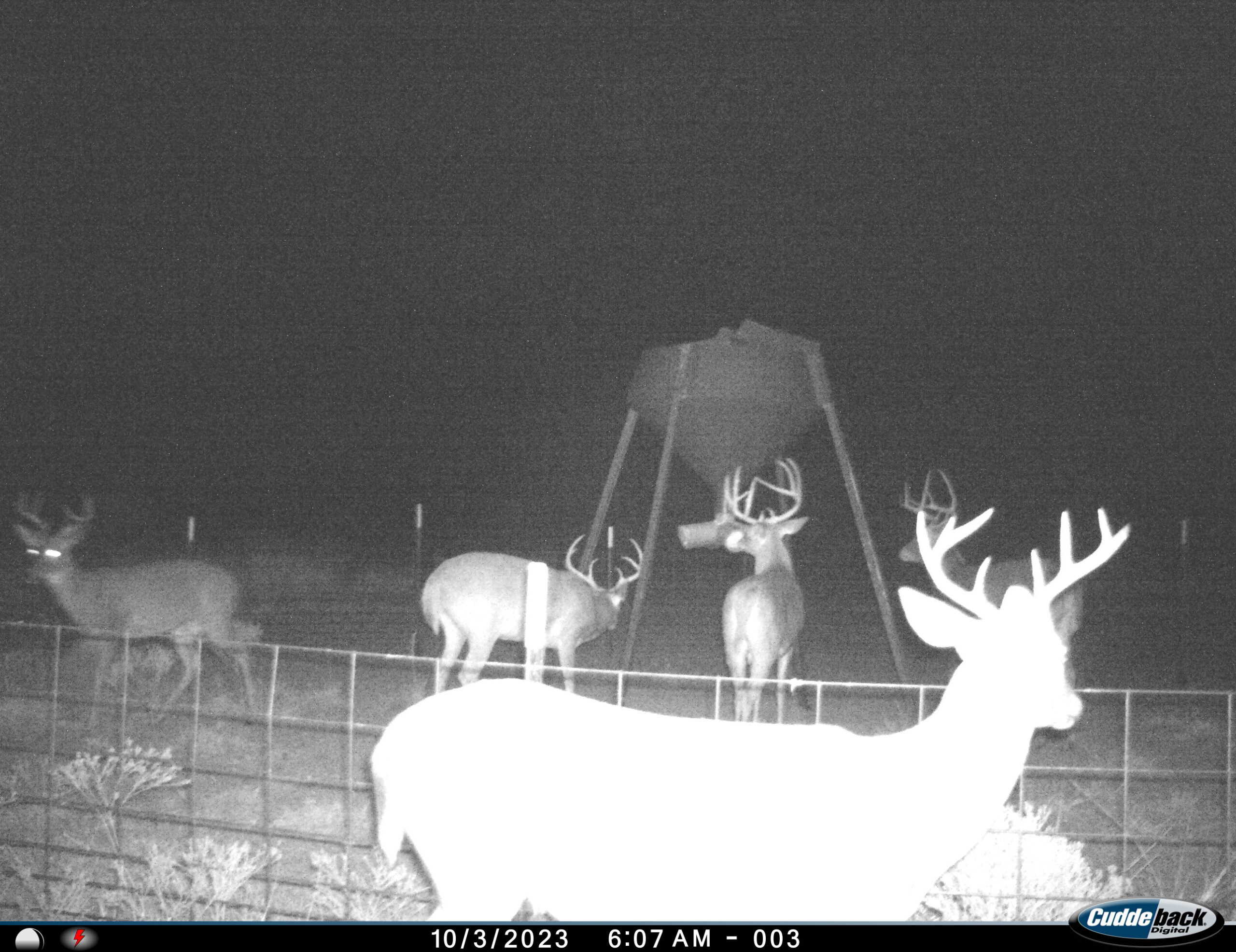 101 ac Superb Hunting Property Wichita County Texas