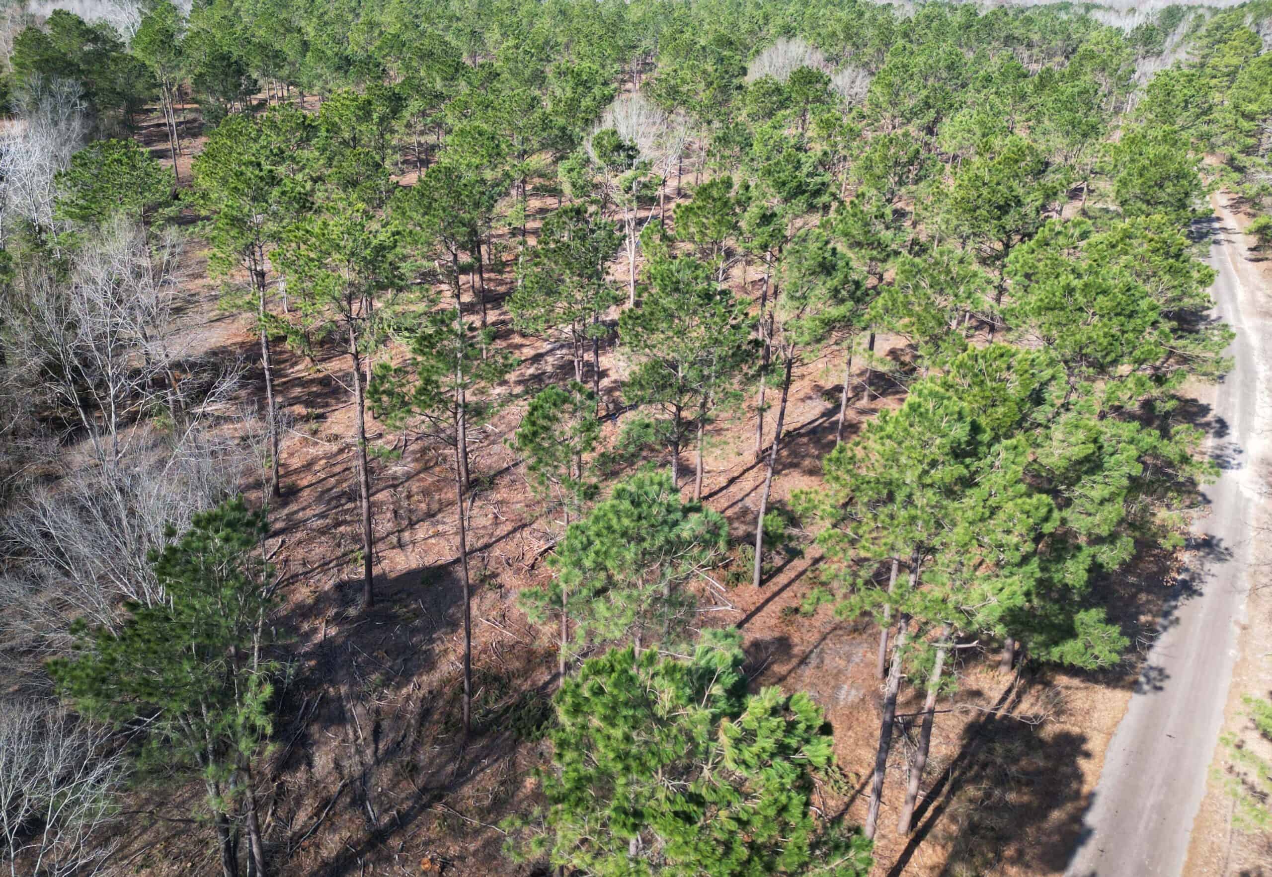 ±20 Acres Of East Texas Timberland/Homesite