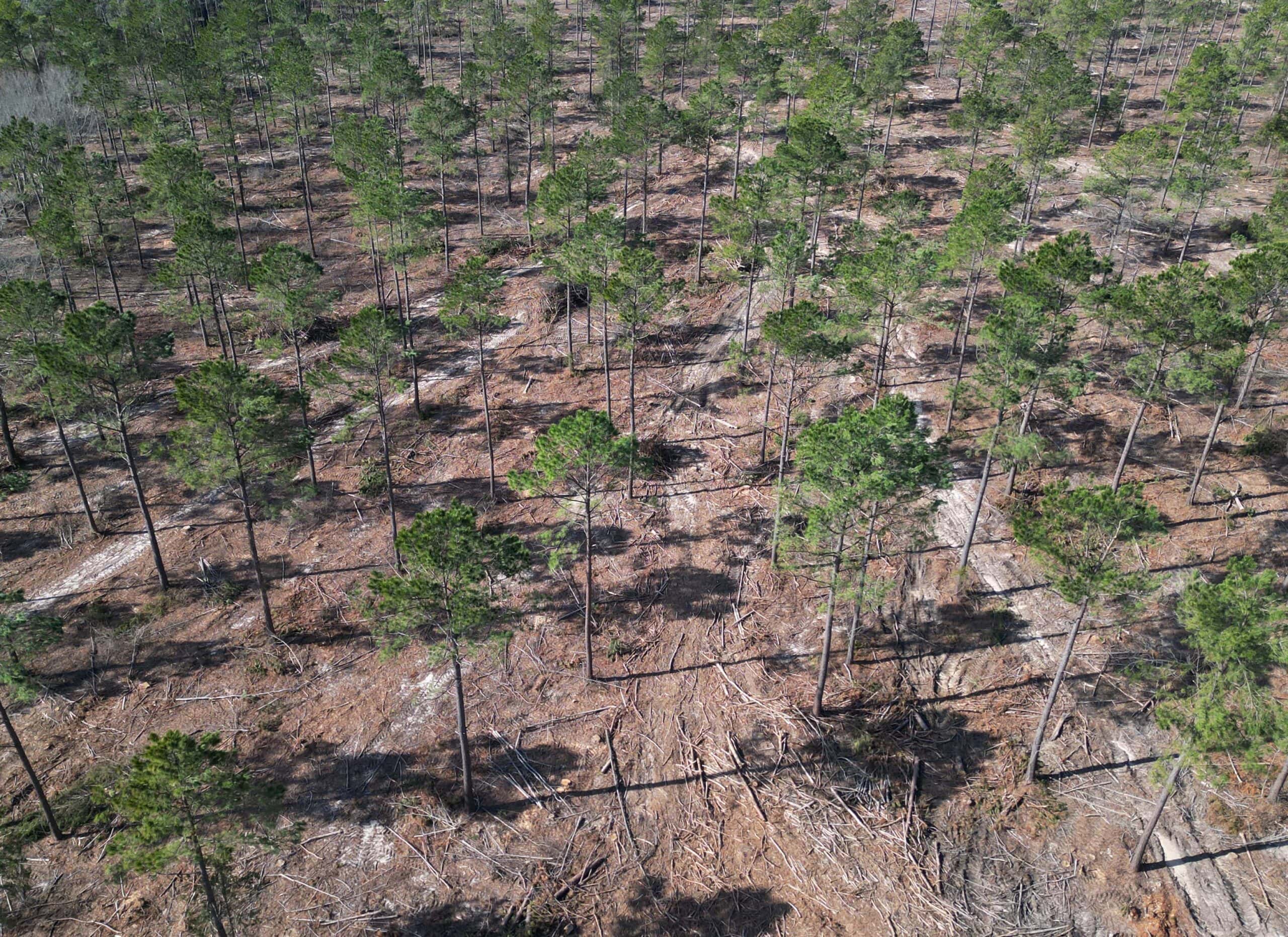 ±51.7 Acres Of East Texas Timberland/Homesite