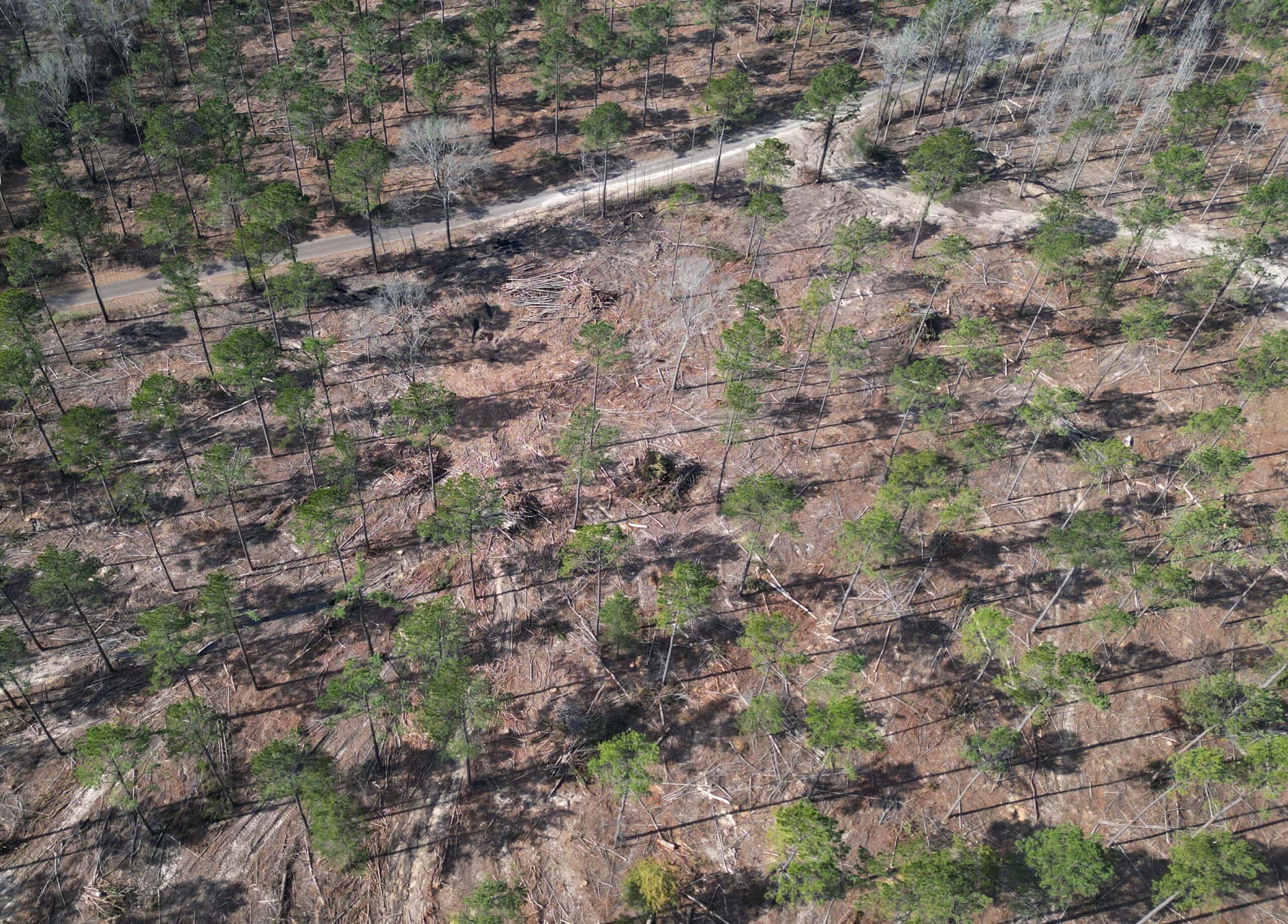 ±20 Acres Of East Texas Timberland/Homesite