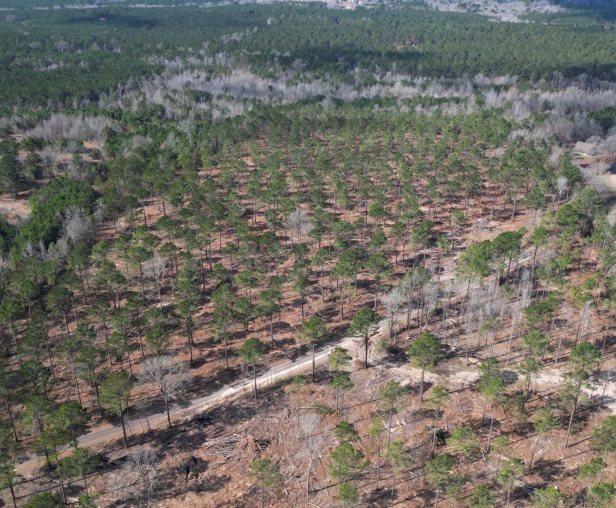±20 Acres Of East Texas Timberland/Homesite