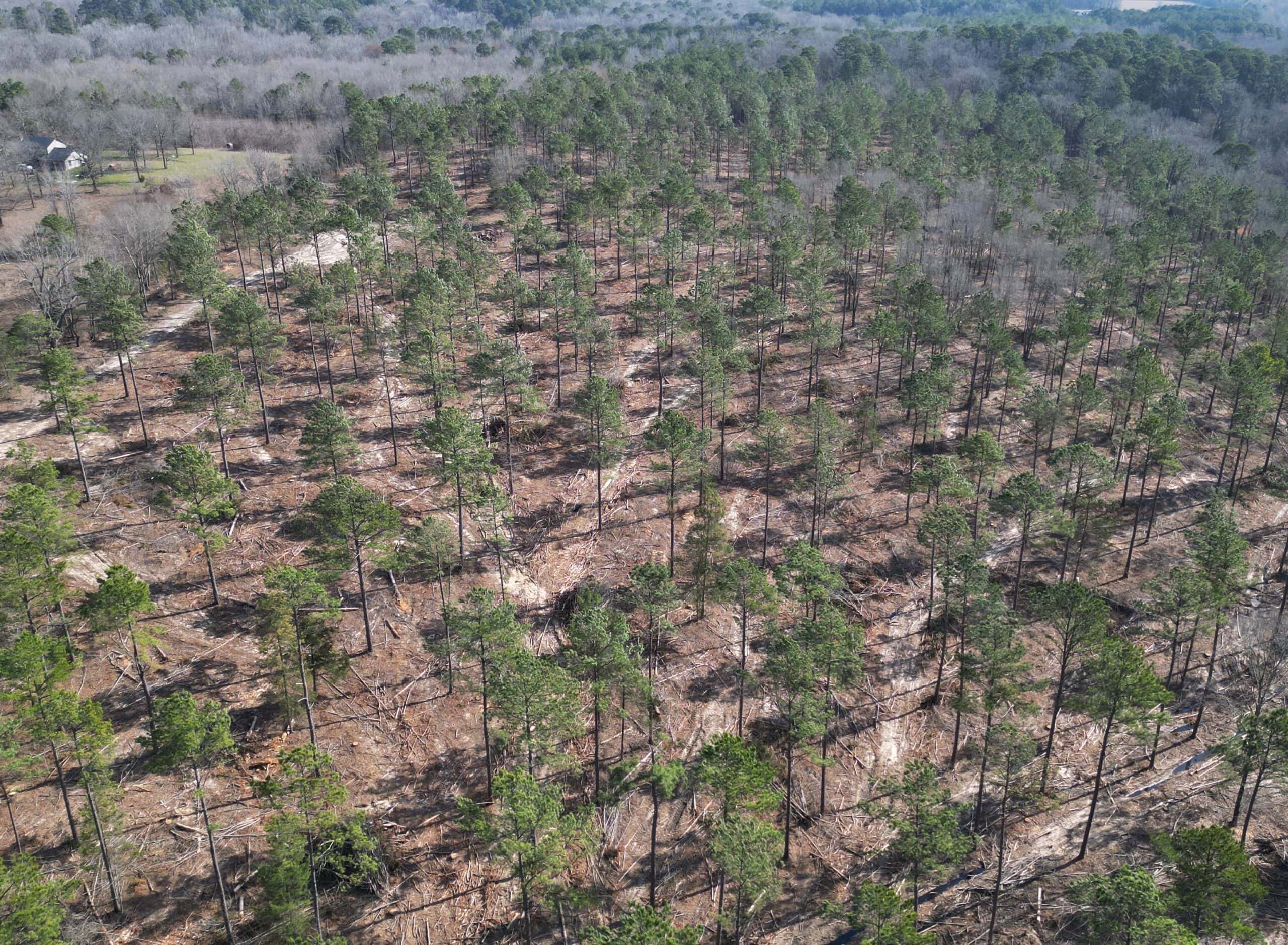 ±20 Acres Of East Texas Timberland/Homesite
