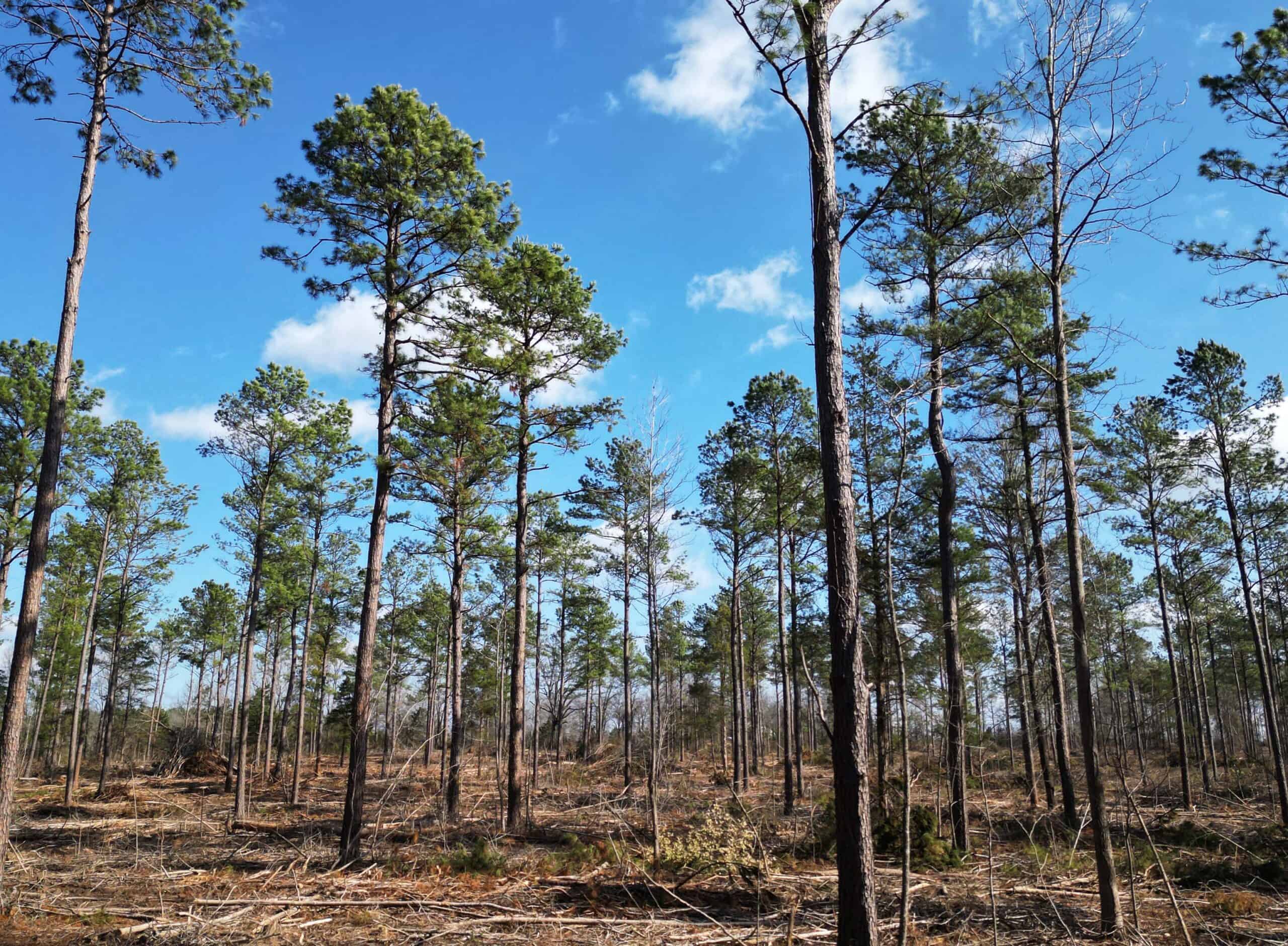 ±20 Acres Of East Texas Timberland/Homesite