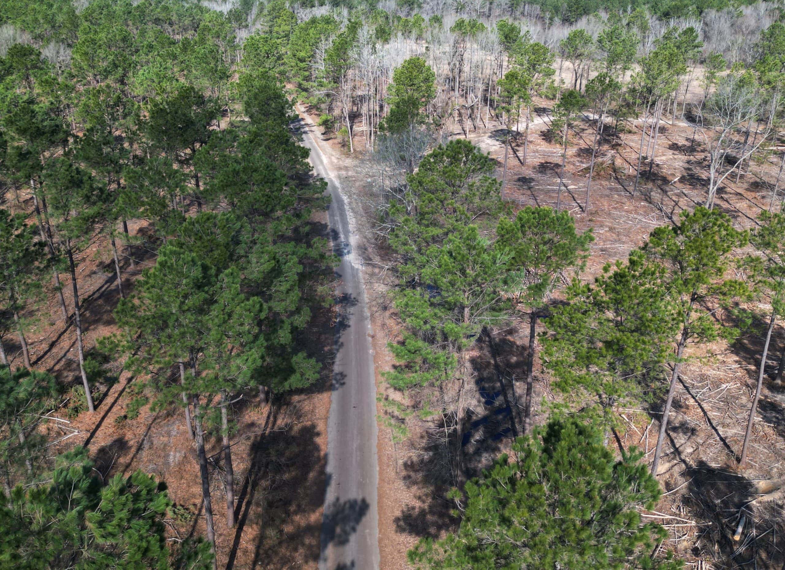 ±20 Acres Of East Texas Timberland/Homesite