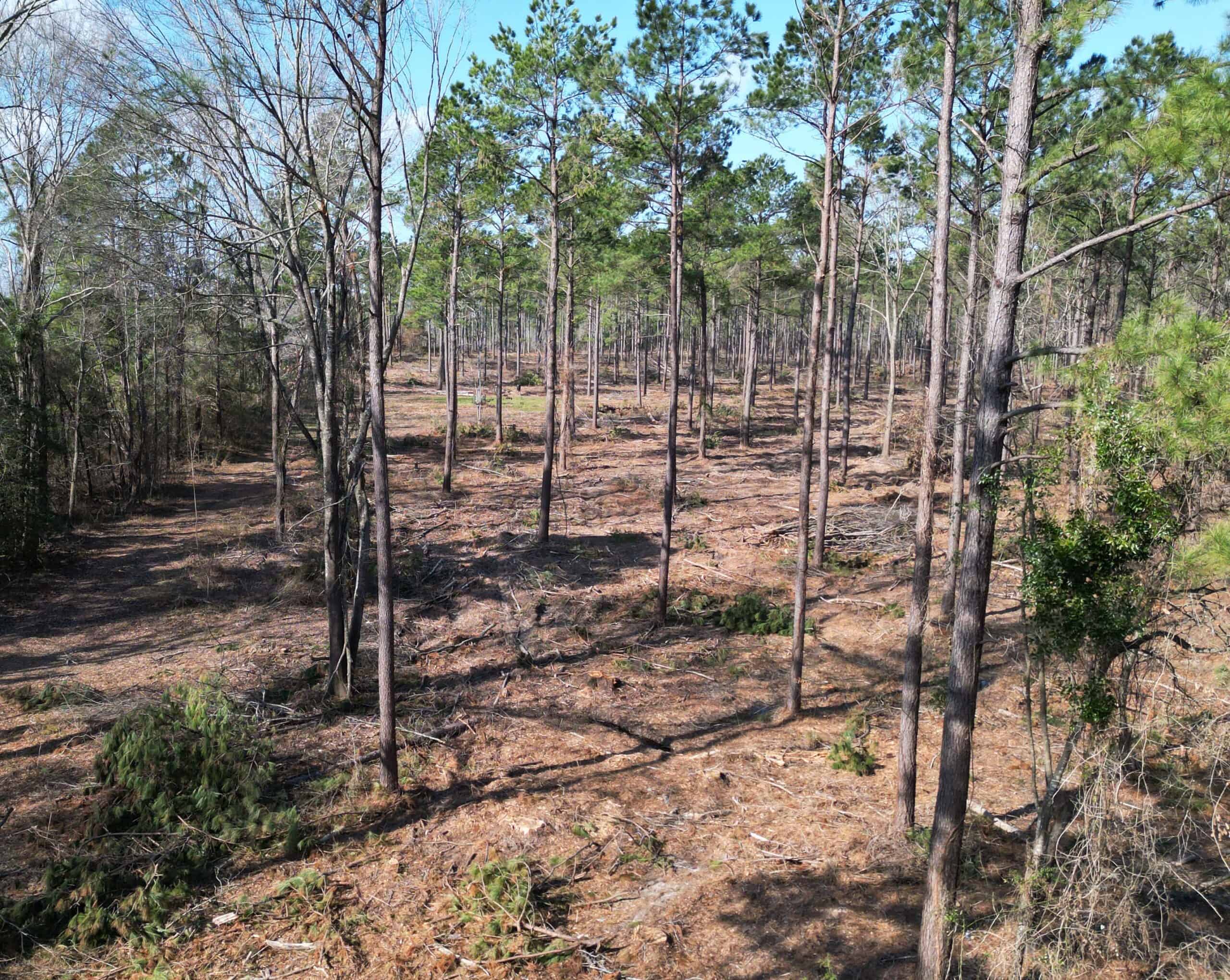±20 Acres Of East Texas Timberland/Homesite