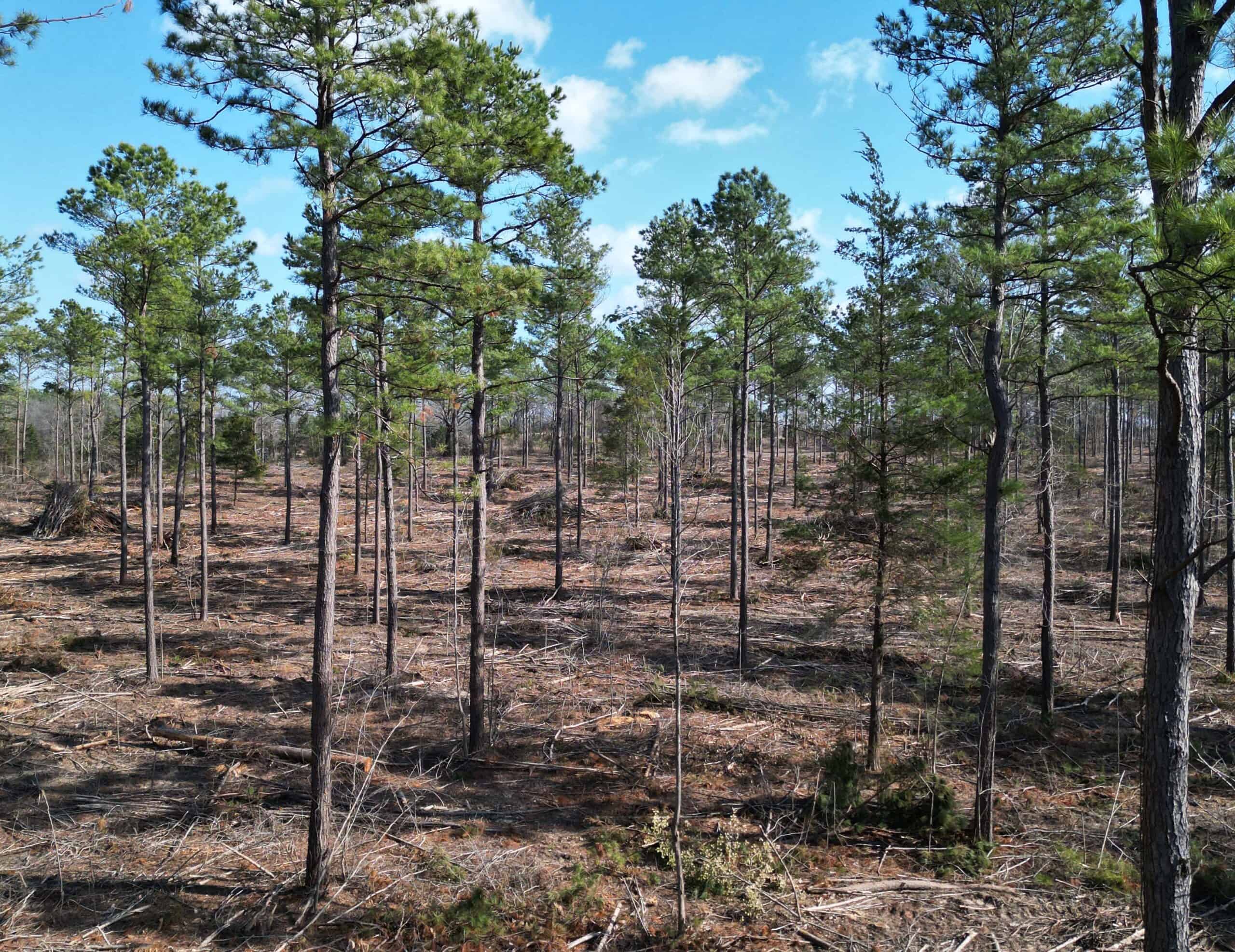 ±20 Acres Of East Texas Timberland/Homesite