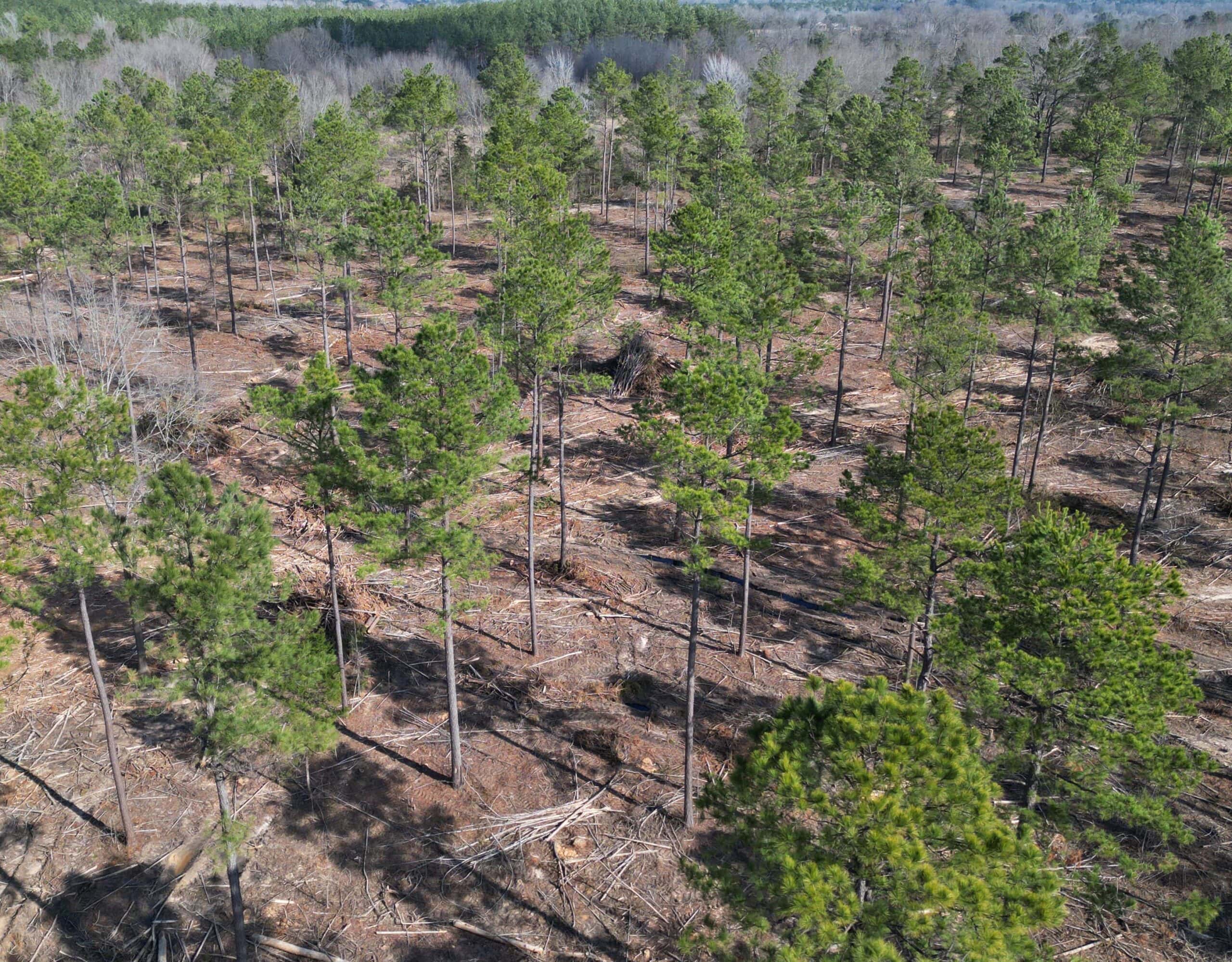 ±20 Acres Of East Texas Timberland/Homesite