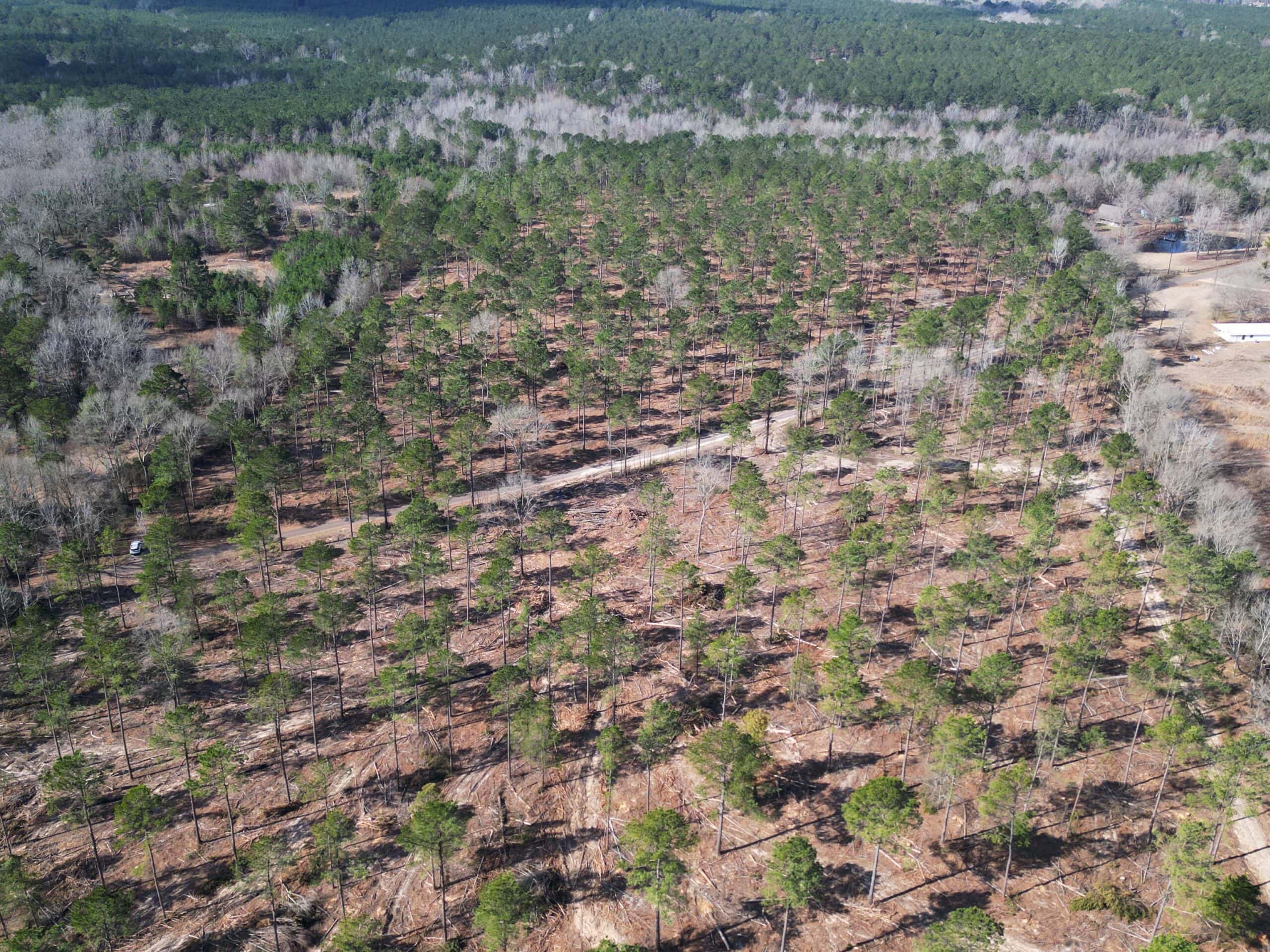 ±20 Acres Of East Texas Timberland/Homesite
