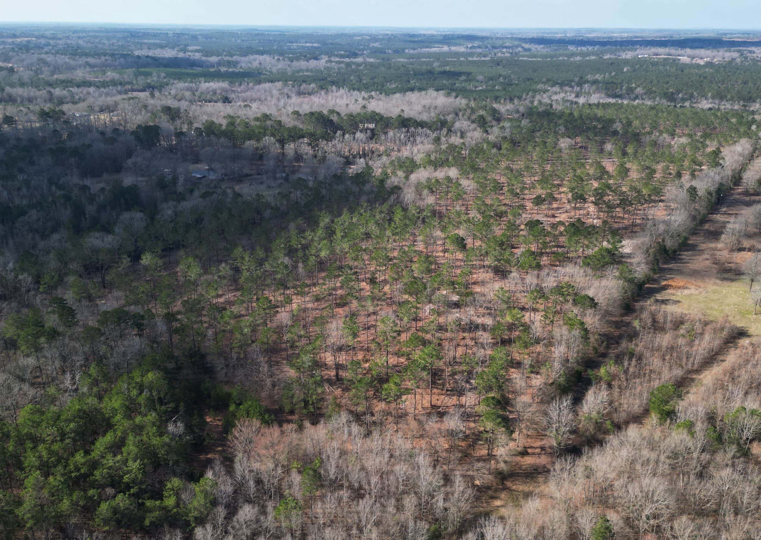 ±20 Acres Of East Texas Timberland/Homesite