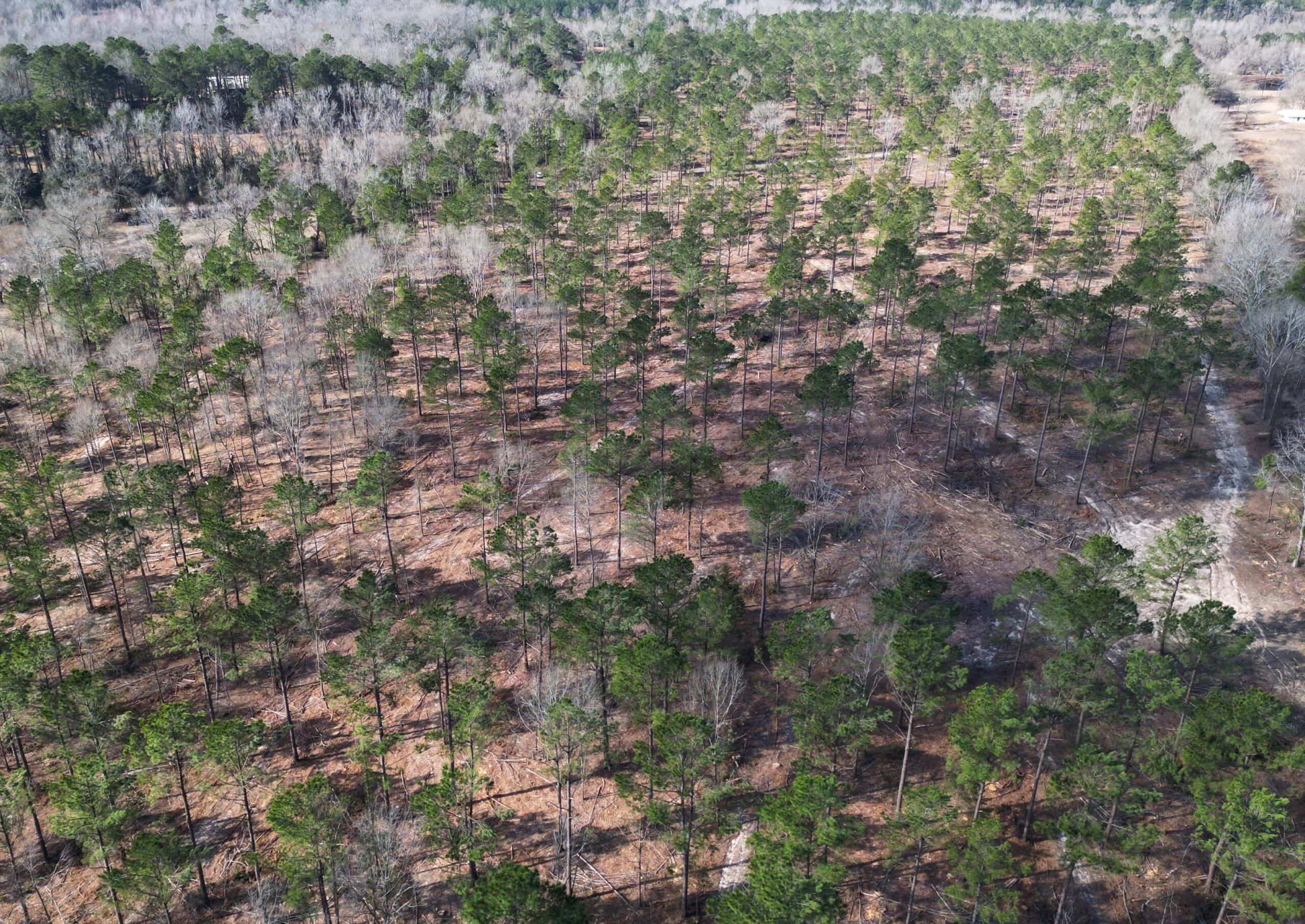 ±20 Acres Of East Texas Timberland/Homesite