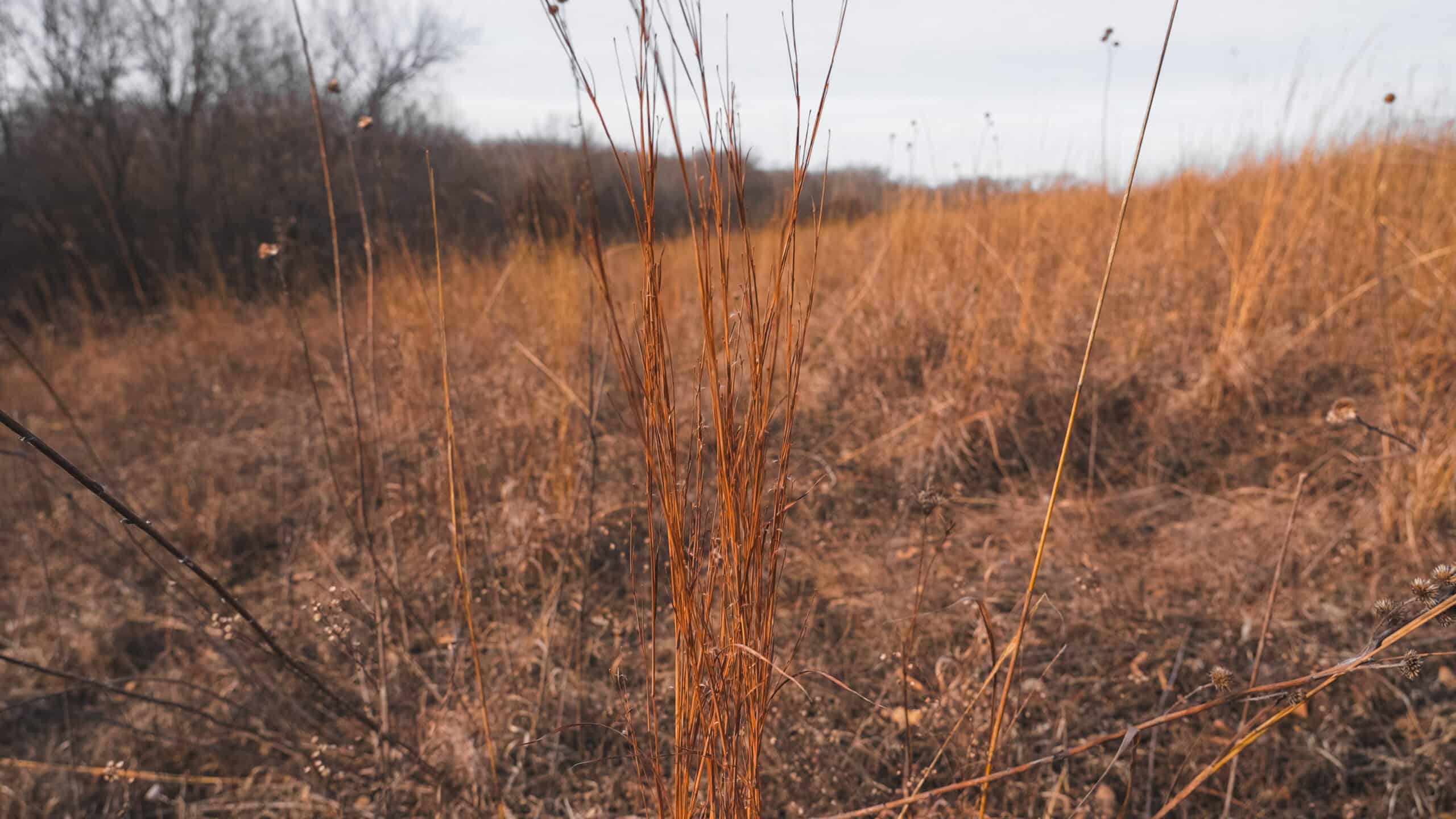 Secluded 240+/- Acre Hunting & Recreational Tract in a Low-Pressure Area of Southern Iowa