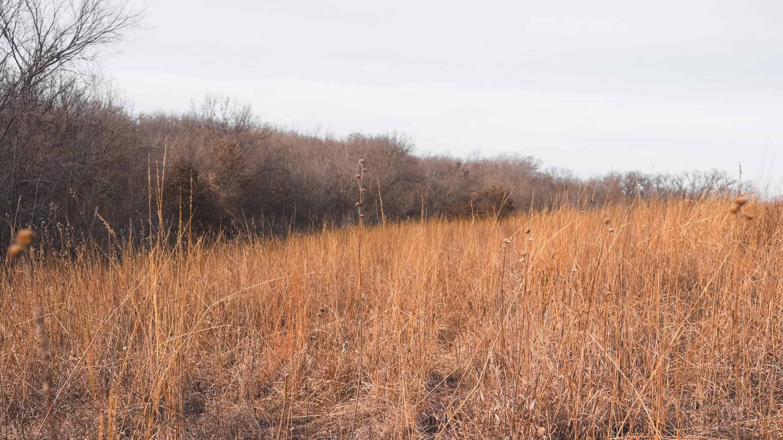 Secluded 240+/- Acre Hunting & Recreational Tract in a Low-Pressure Area of Southern Iowa