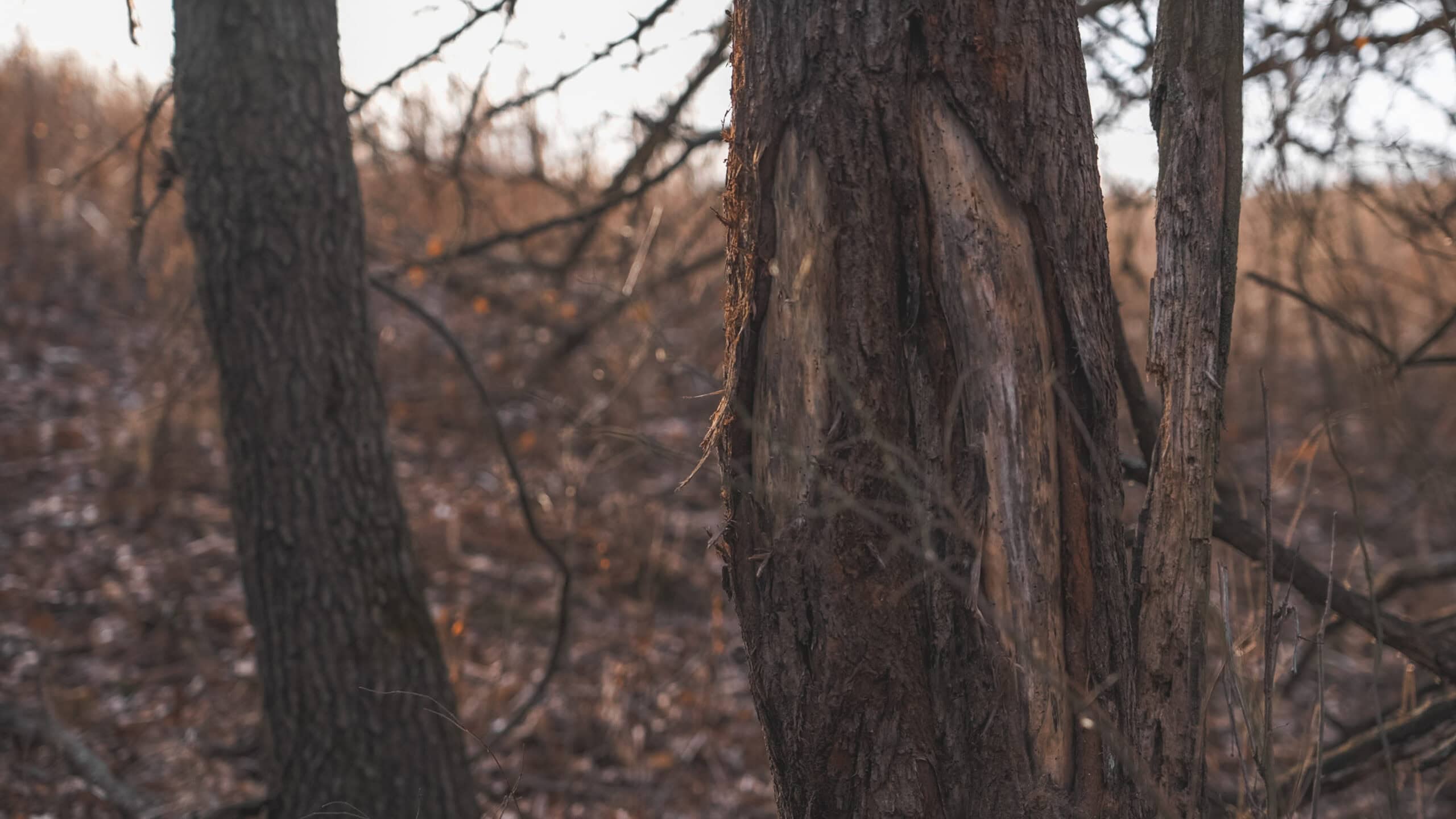 Secluded 240+/- Acre Hunting & Recreational Tract in a Low-Pressure Area of Southern Iowa
