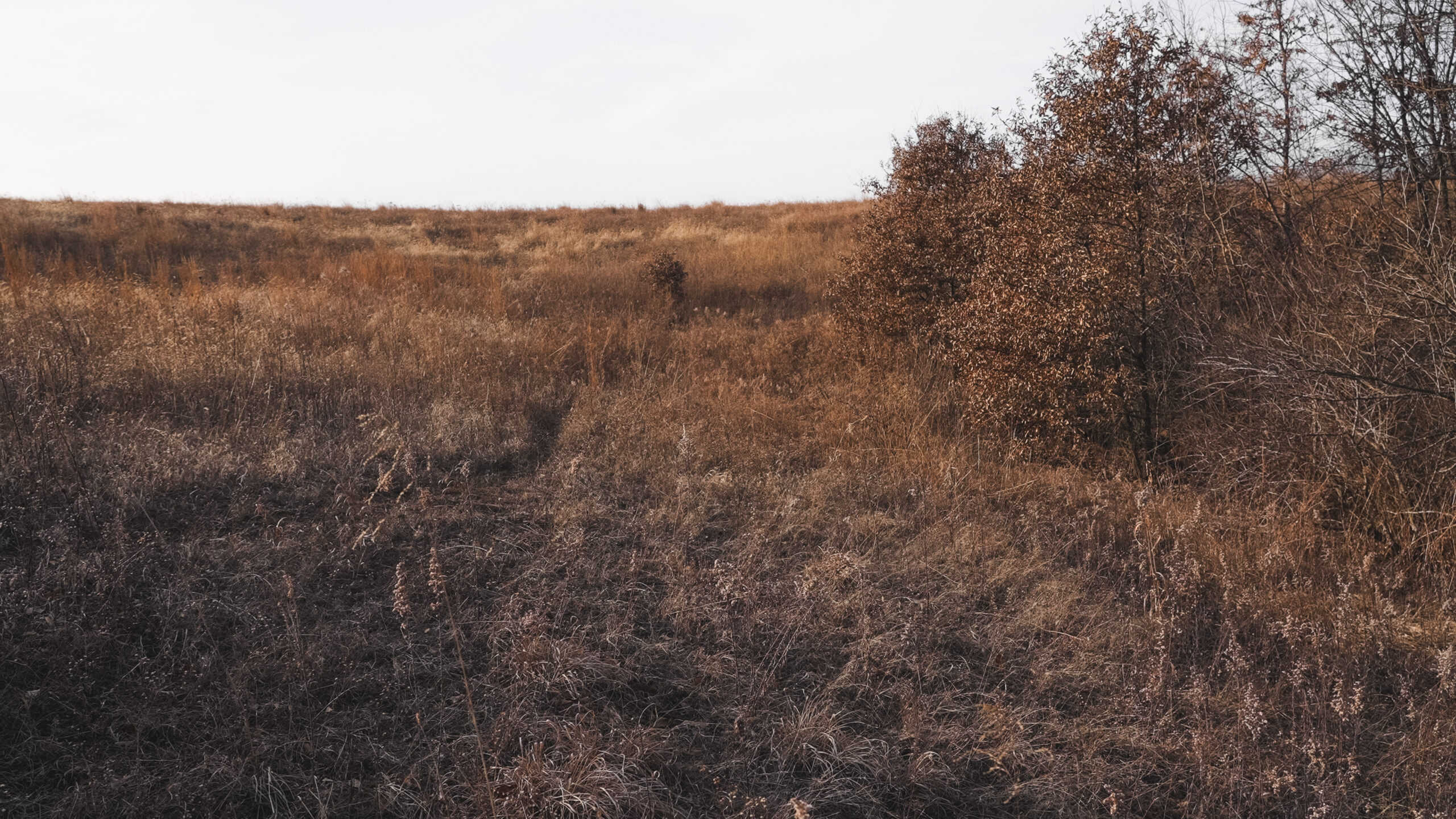 Secluded 240+/- Acre Hunting & Recreational Tract in a Low-Pressure Area of Southern Iowa