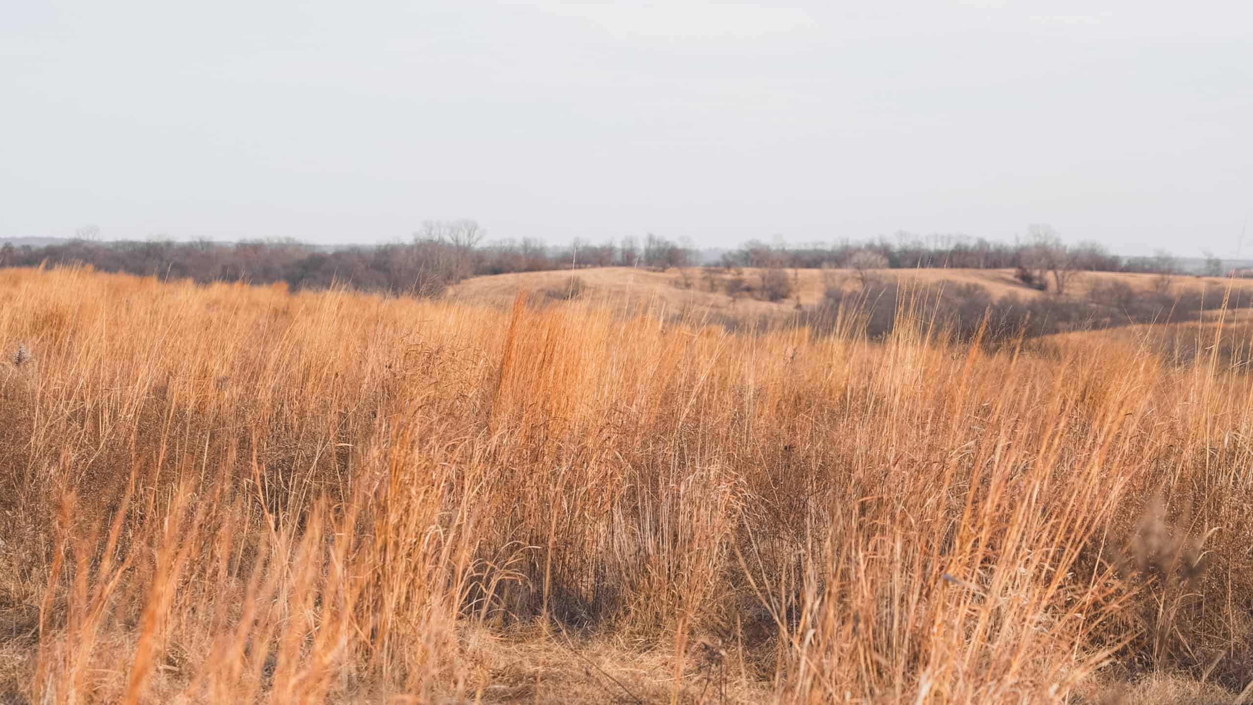 Secluded 240+/- Acre Hunting & Recreational Tract in a Low-Pressure Area of Southern Iowa