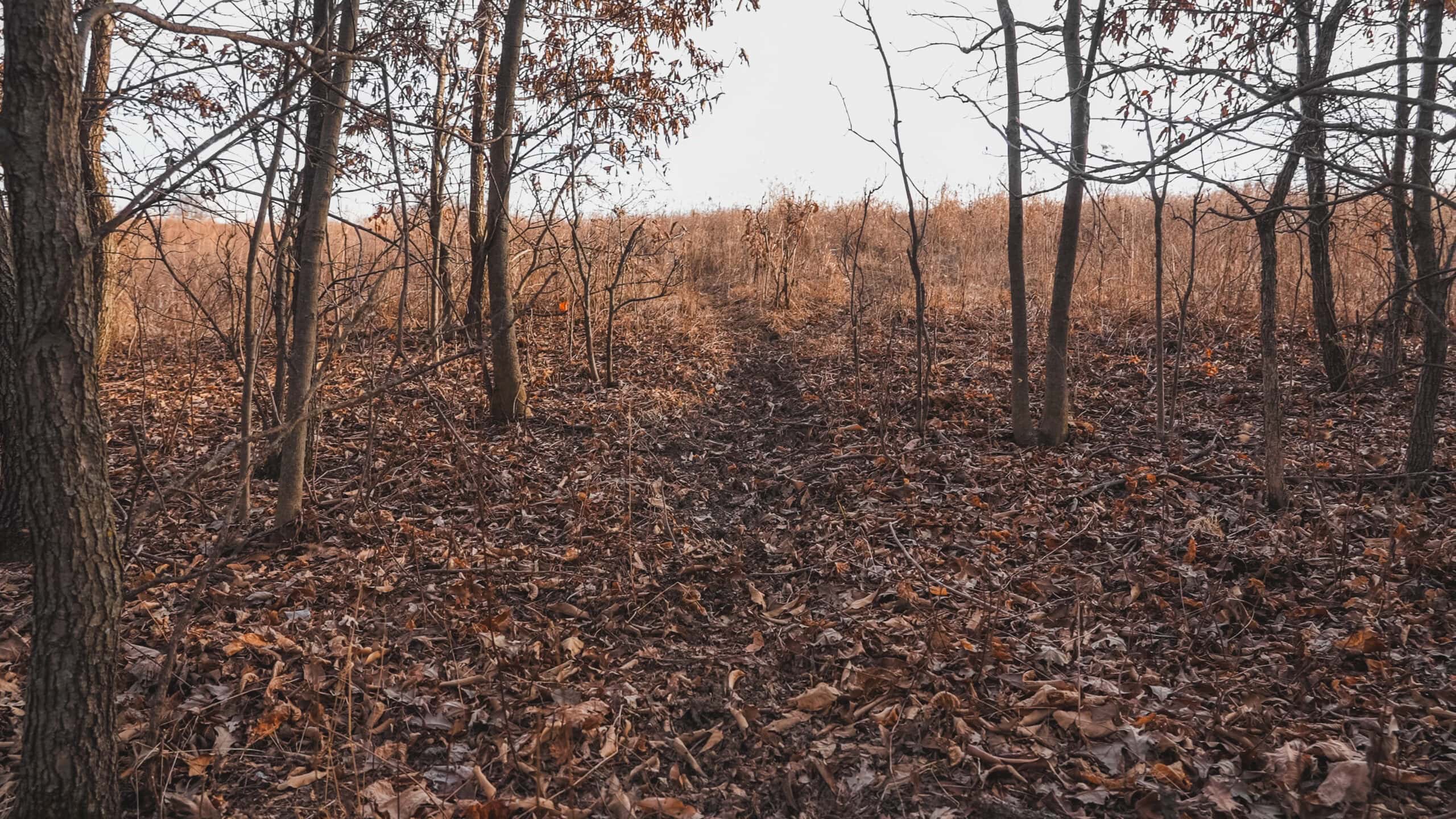 Secluded 240+/- Acre Hunting & Recreational Tract in a Low-Pressure Area of Southern Iowa