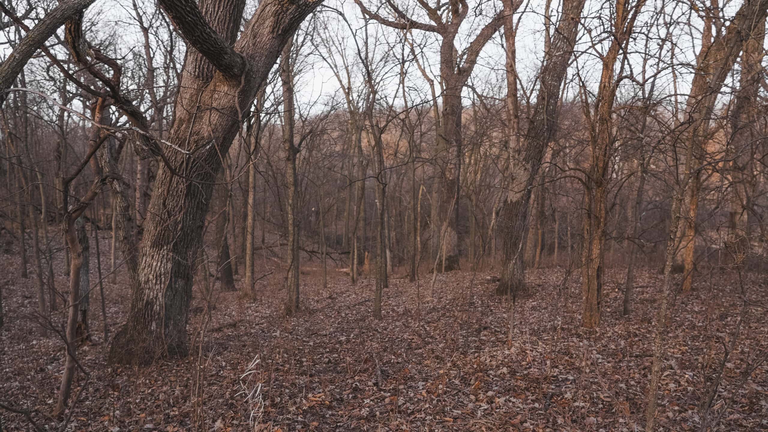 Secluded 240+/- Acre Hunting & Recreational Tract in a Low-Pressure Area of Southern Iowa