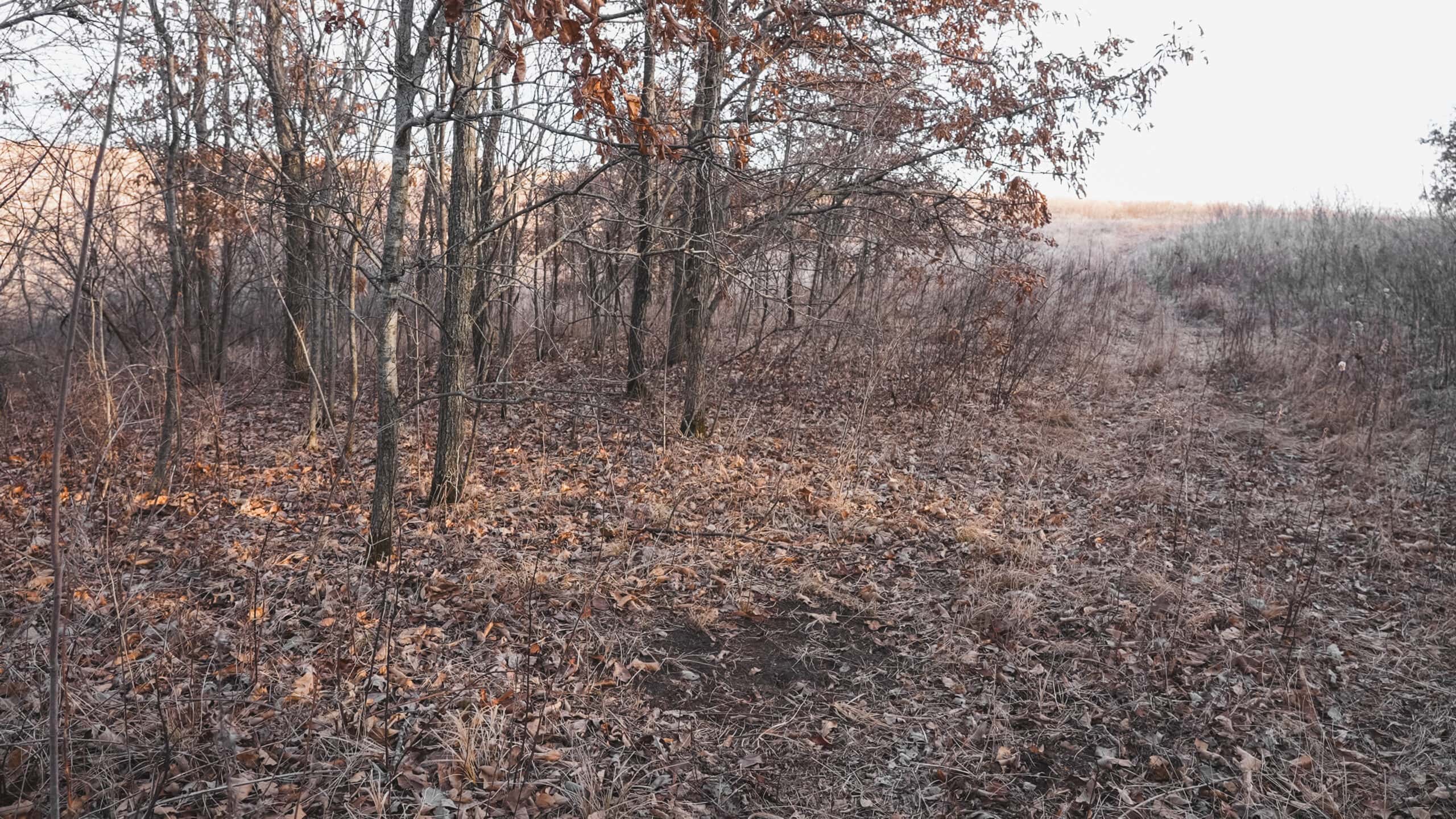 Secluded 240+/- Acre Hunting & Recreational Tract in a Low-Pressure Area of Southern Iowa