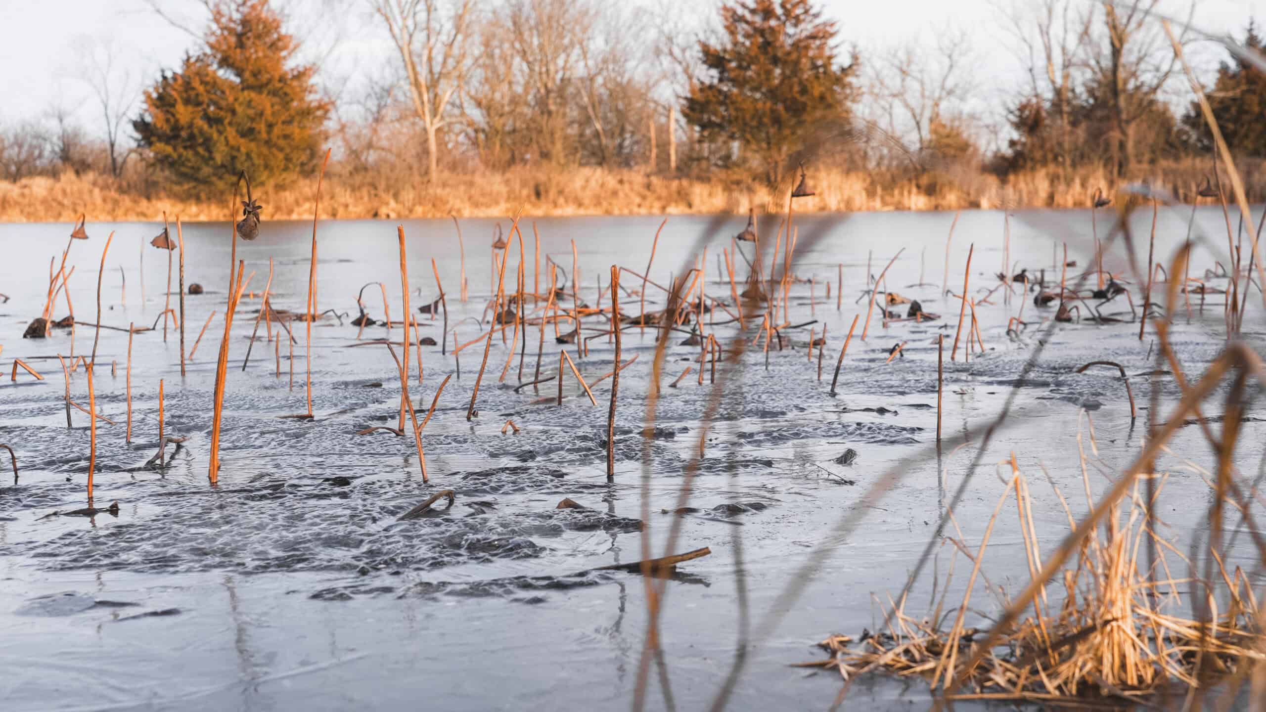 Secluded 240+/- Acre Hunting & Recreational Tract in a Low-Pressure Area of Southern Iowa