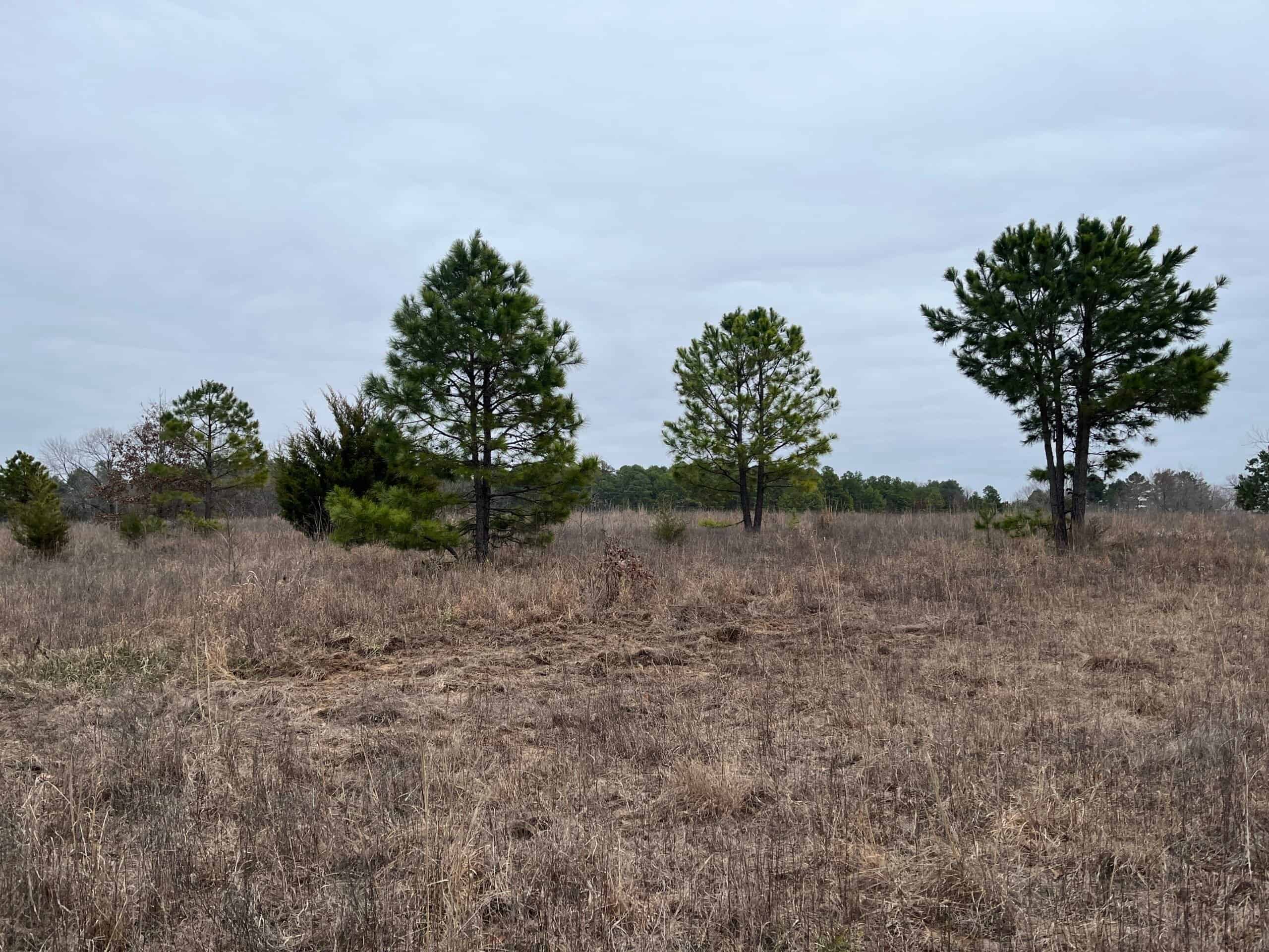 20-Acre Hunter’s Paradise in Southeastern Oklahoma-Prime location & Utilities Ready