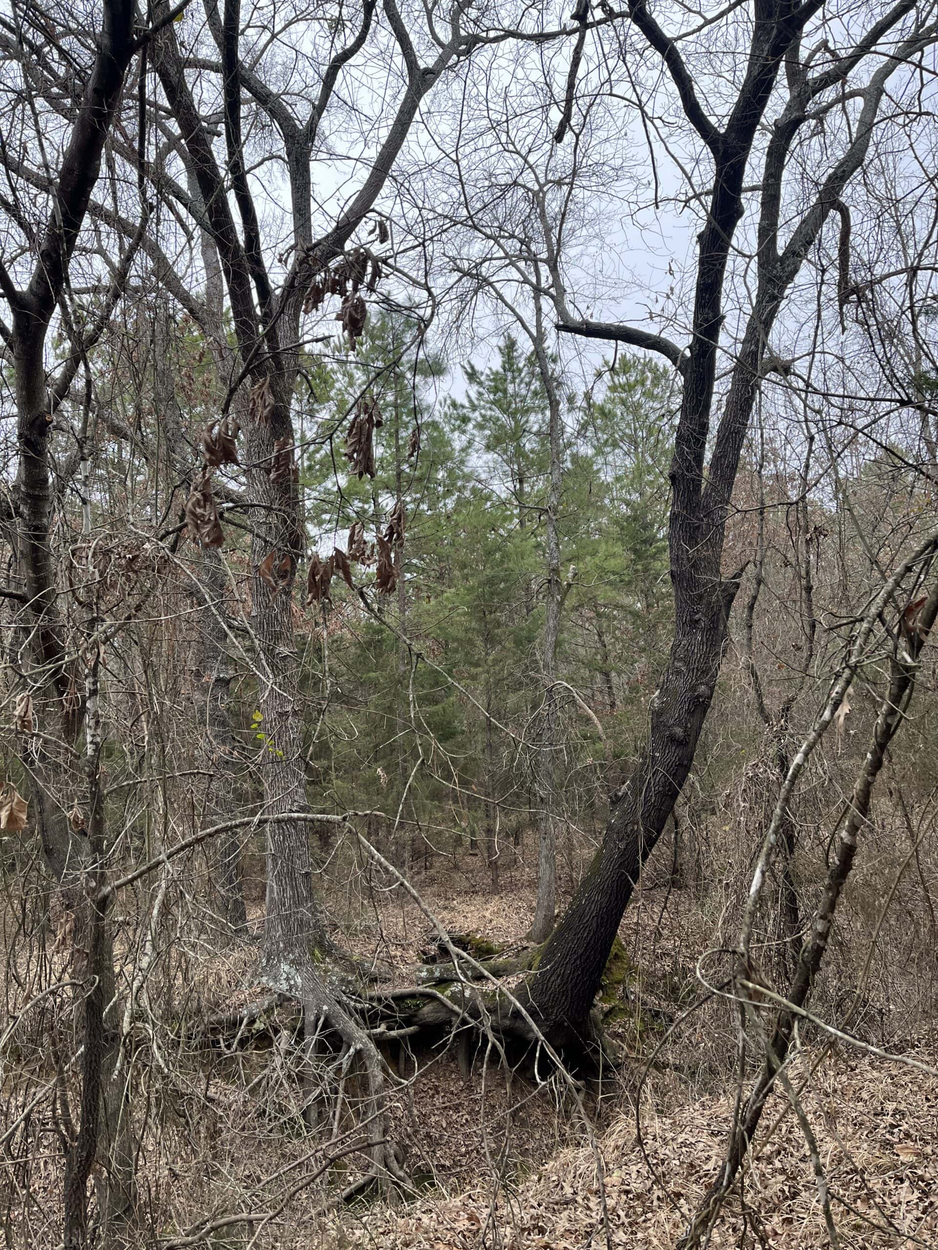 20-Acre Hunter’s Paradise in Southeastern Oklahoma-Prime location & Utilities Ready