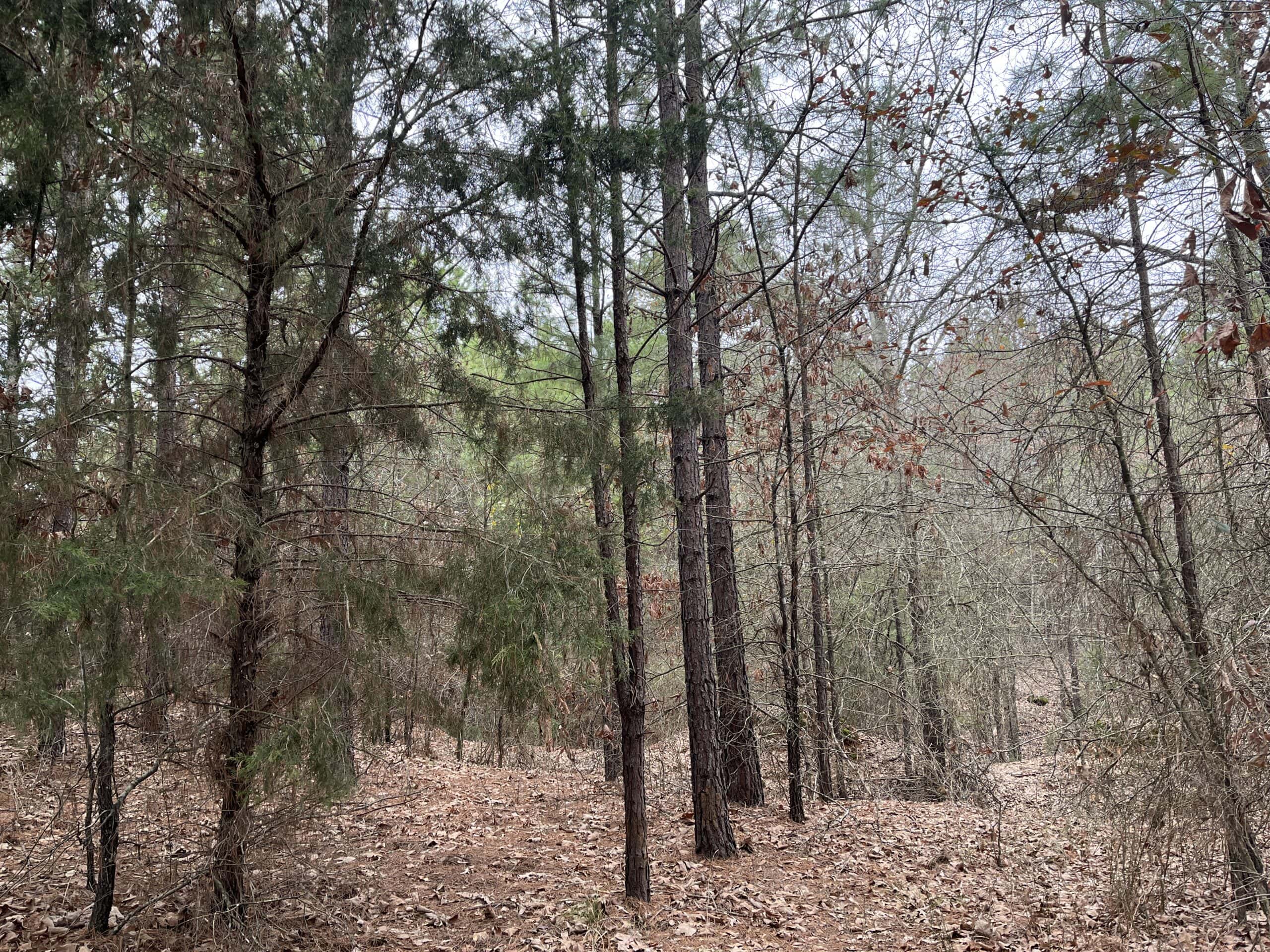 20-Acre Hunter’s Paradise in Southeastern Oklahoma-Prime location & Utilities Ready