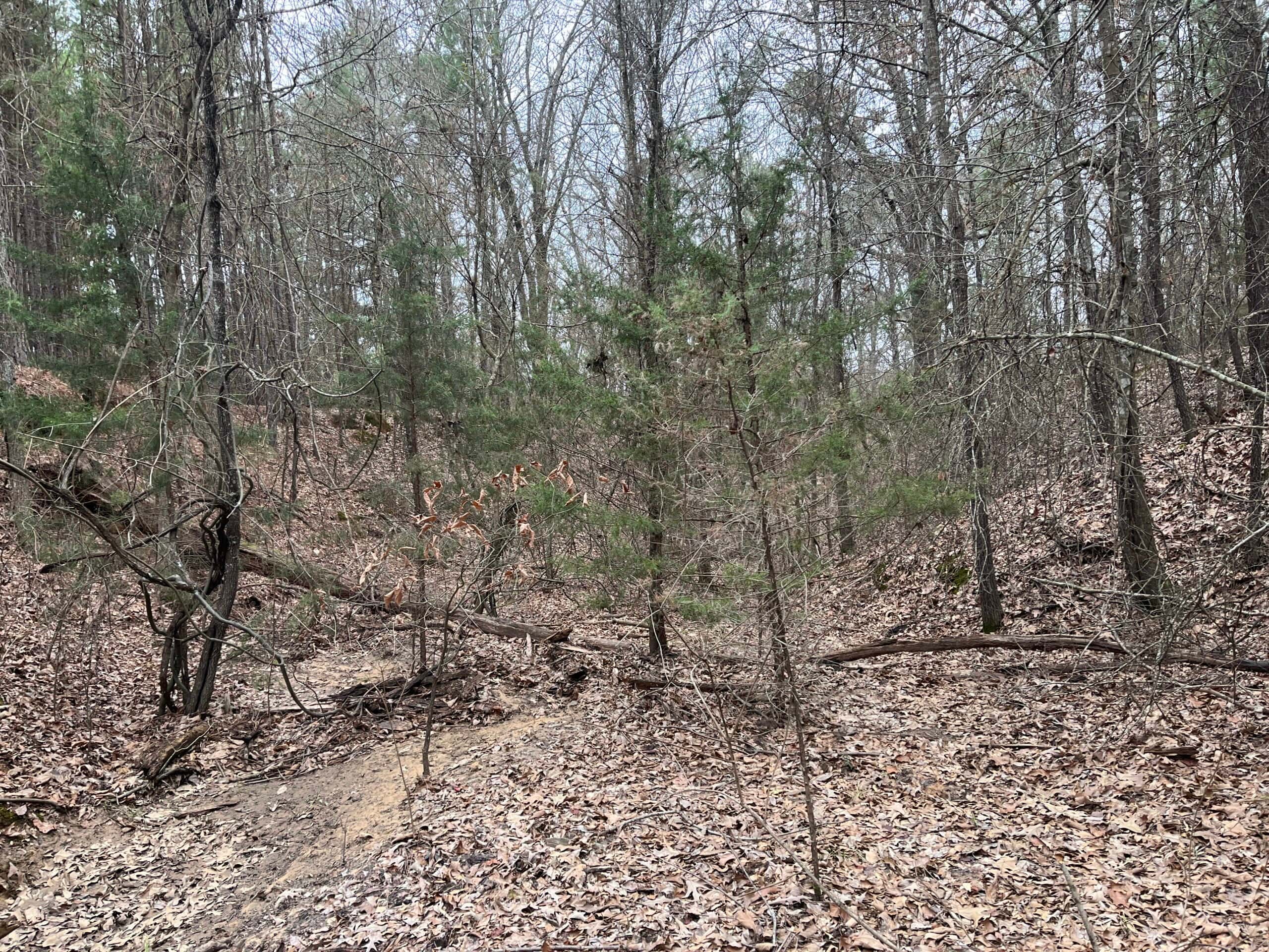 20-Acre Hunter’s Paradise in Southeastern Oklahoma-Prime location & Utilities Ready