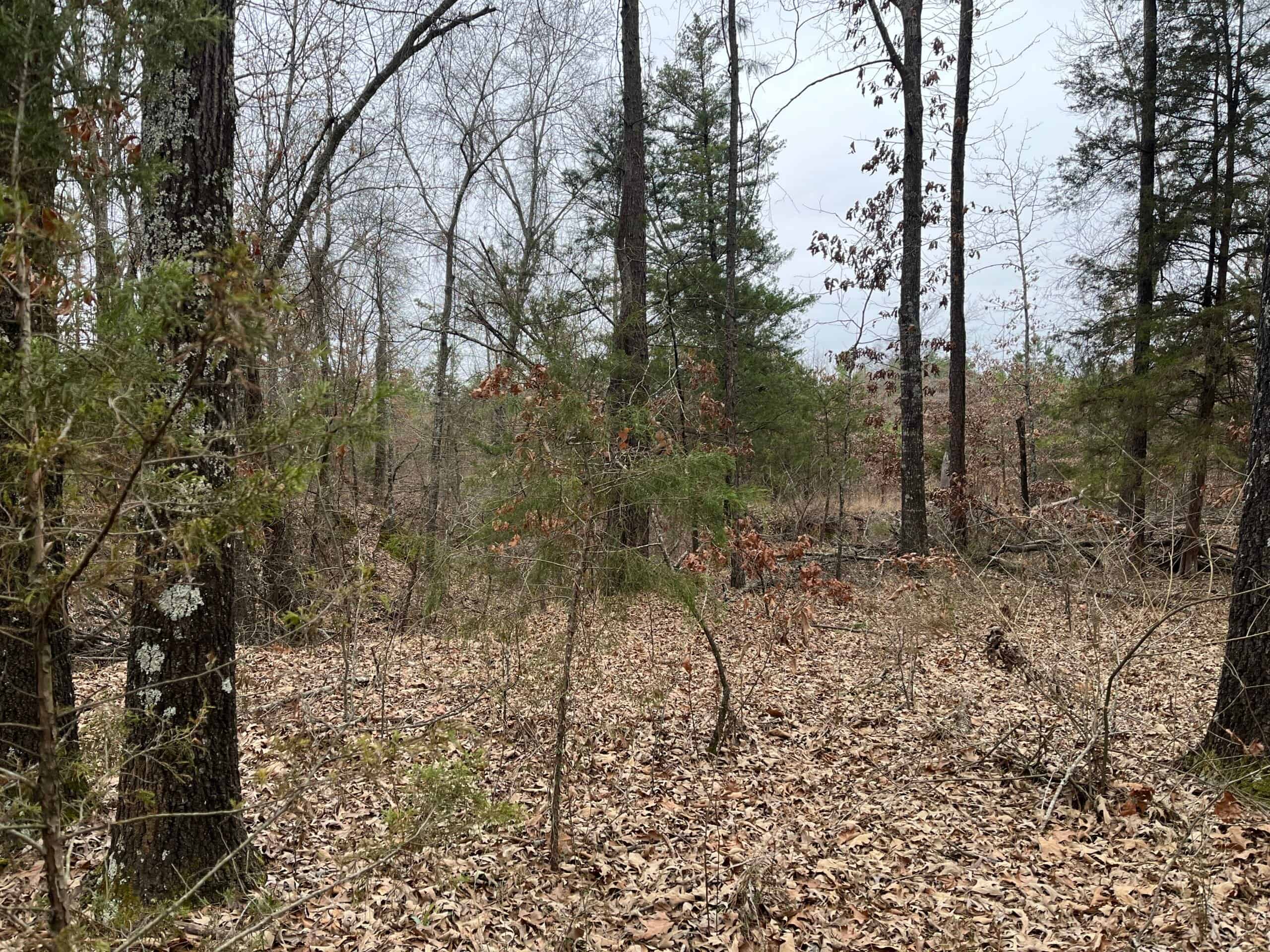 20-Acre Hunter’s Paradise in Southeastern Oklahoma-Prime location & Utilities Ready