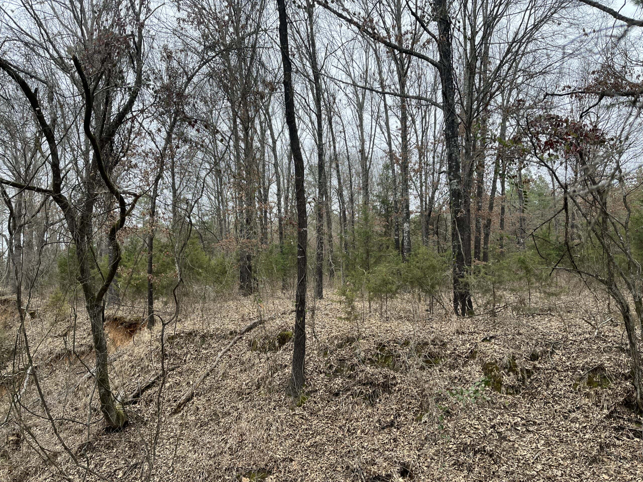 20-Acre Hunter’s Paradise in Southeastern Oklahoma-Prime location & Utilities Ready