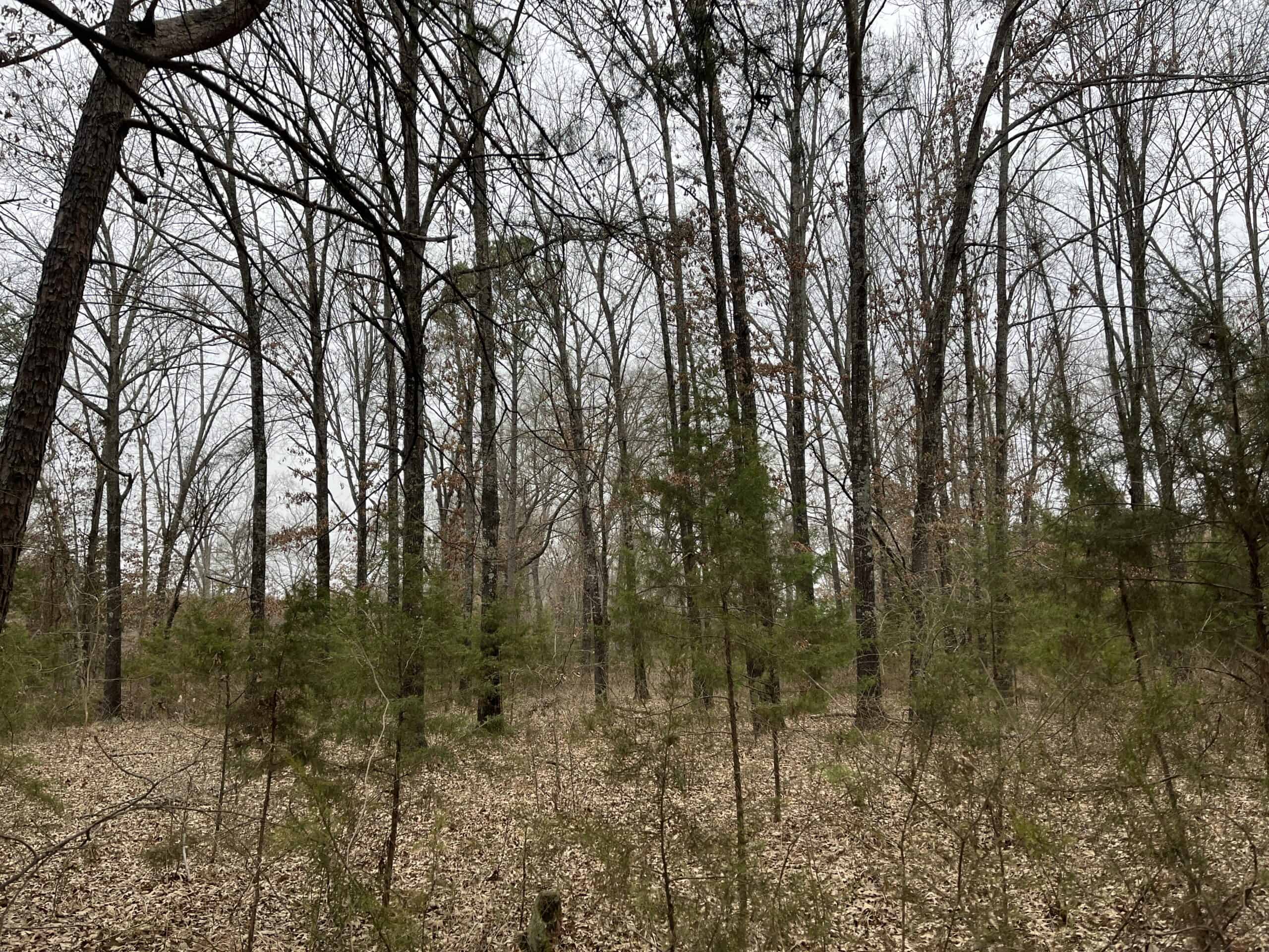 20-Acre Hunter’s Paradise in Southeastern Oklahoma-Prime location & Utilities Ready