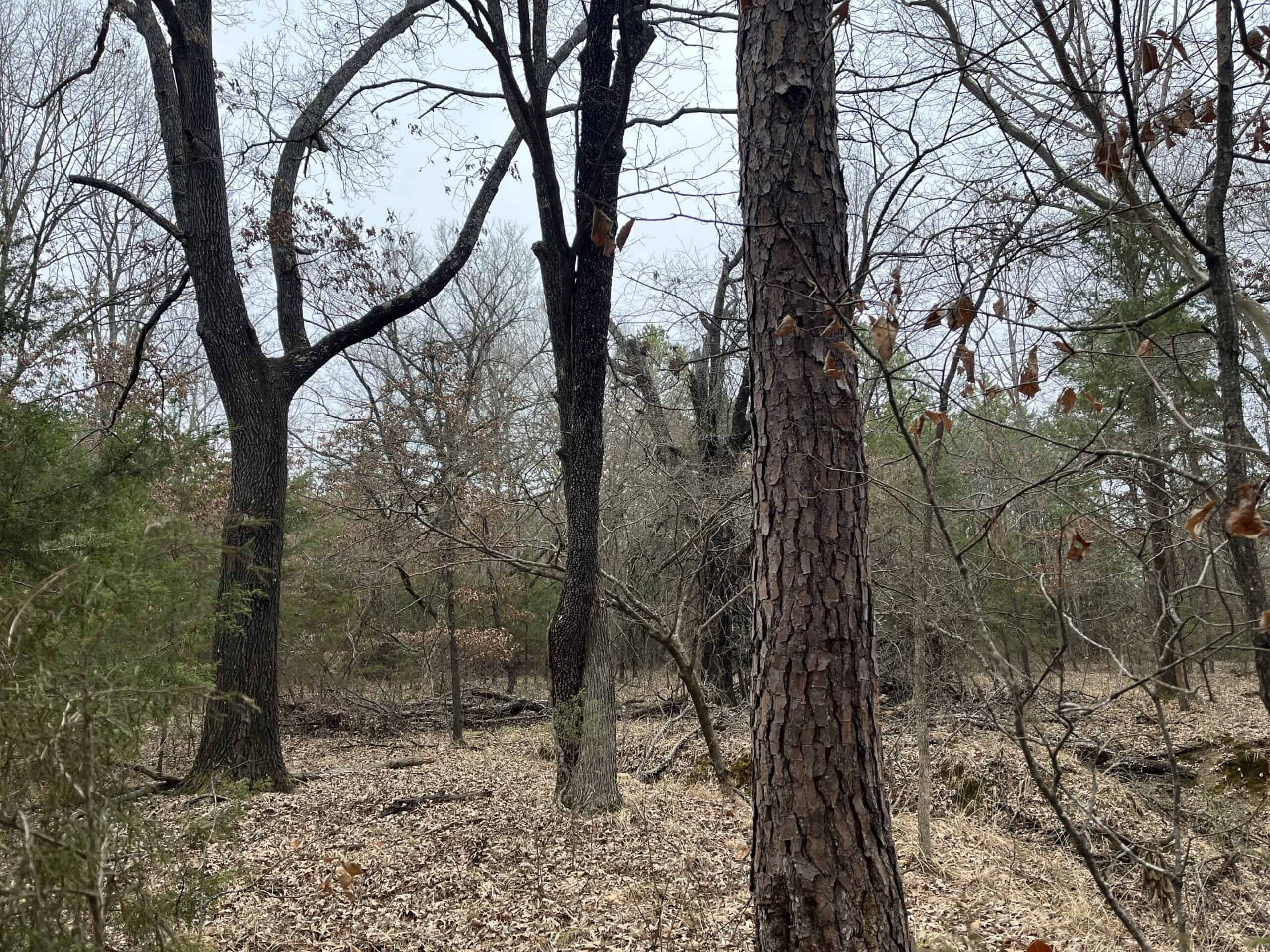 20-Acre Hunter’s Paradise in Southeastern Oklahoma-Prime location & Utilities Ready
