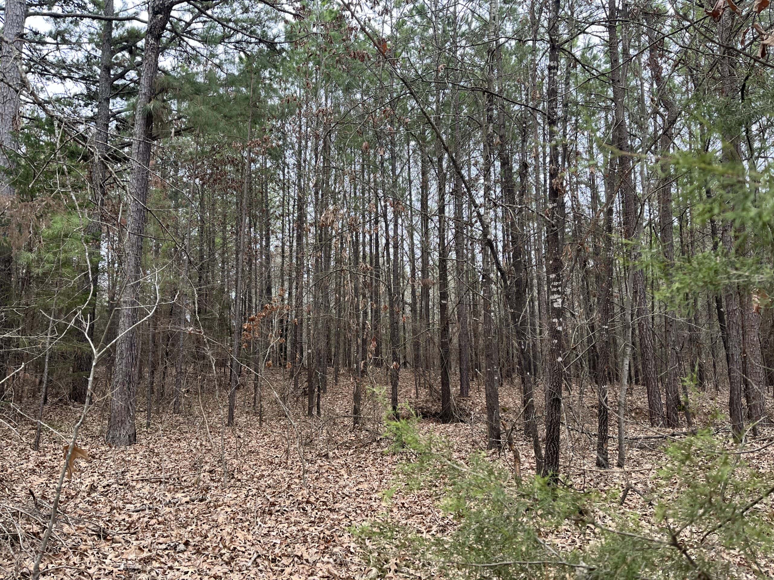 20-Acre Hunter’s Paradise in Southeastern Oklahoma-Prime location & Utilities Ready