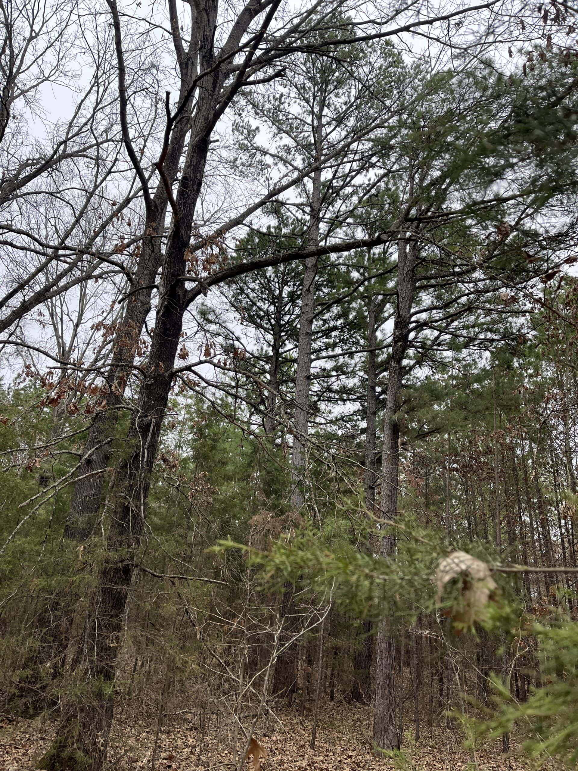 20-Acre Hunter’s Paradise in Southeastern Oklahoma-Prime location & Utilities Ready