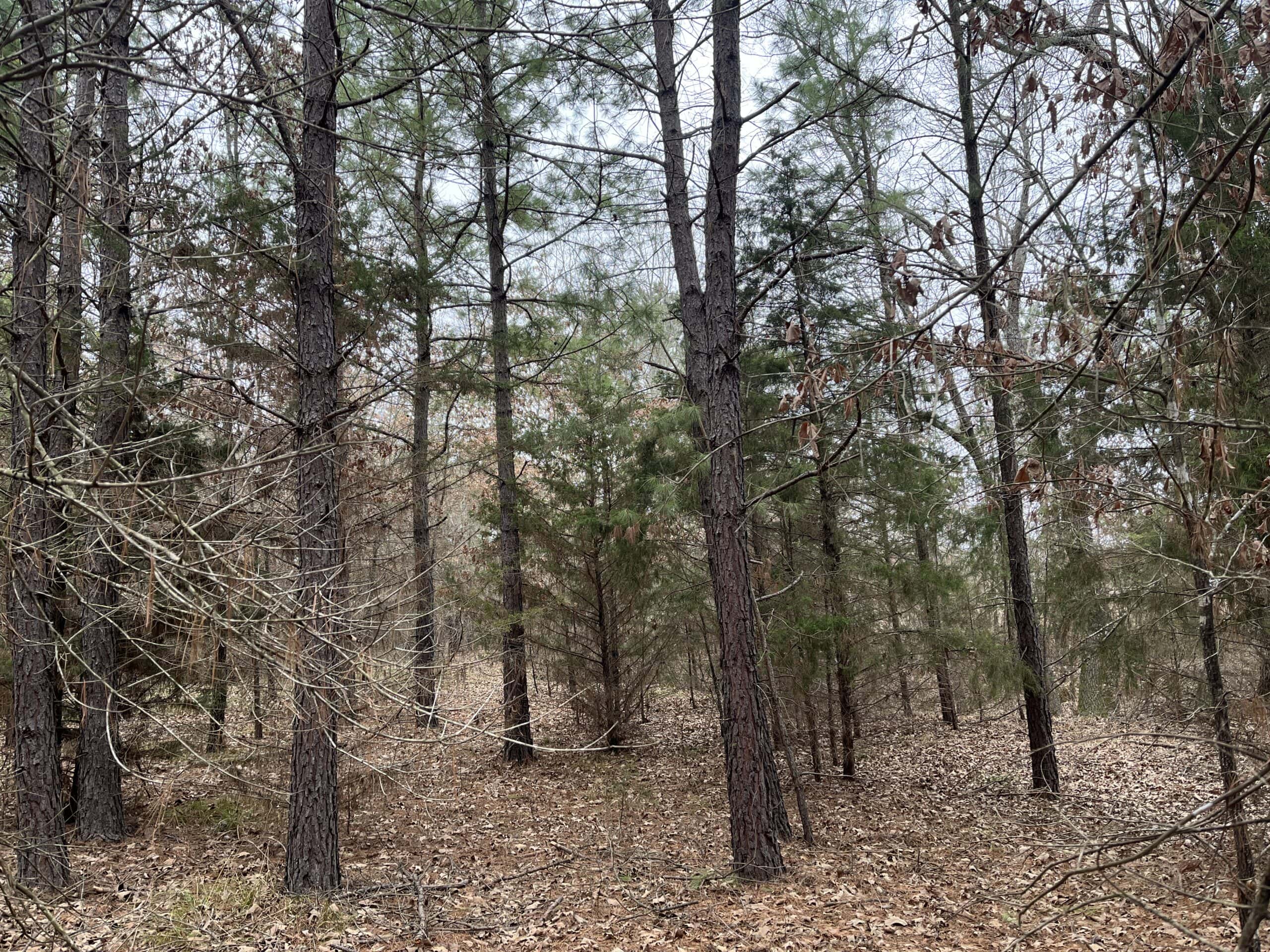 20-Acre Hunter’s Paradise in Southeastern Oklahoma-Prime location & Utilities Ready