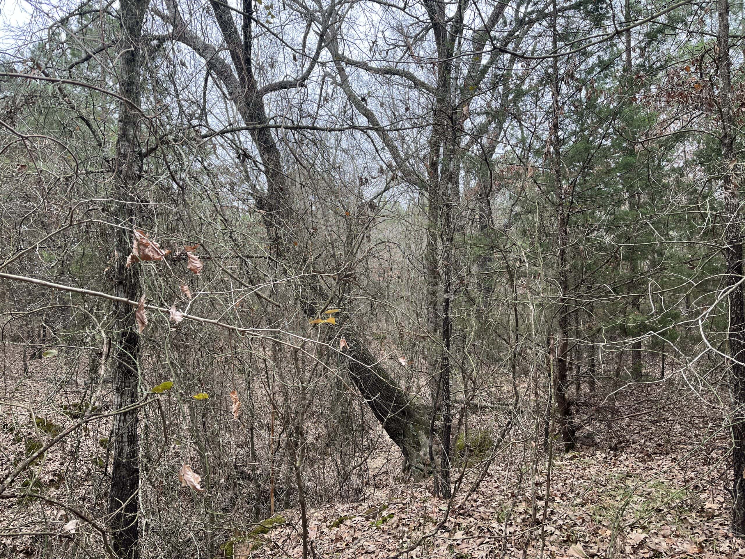 20-Acre Hunter’s Paradise in Southeastern Oklahoma-Prime location & Utilities Ready
