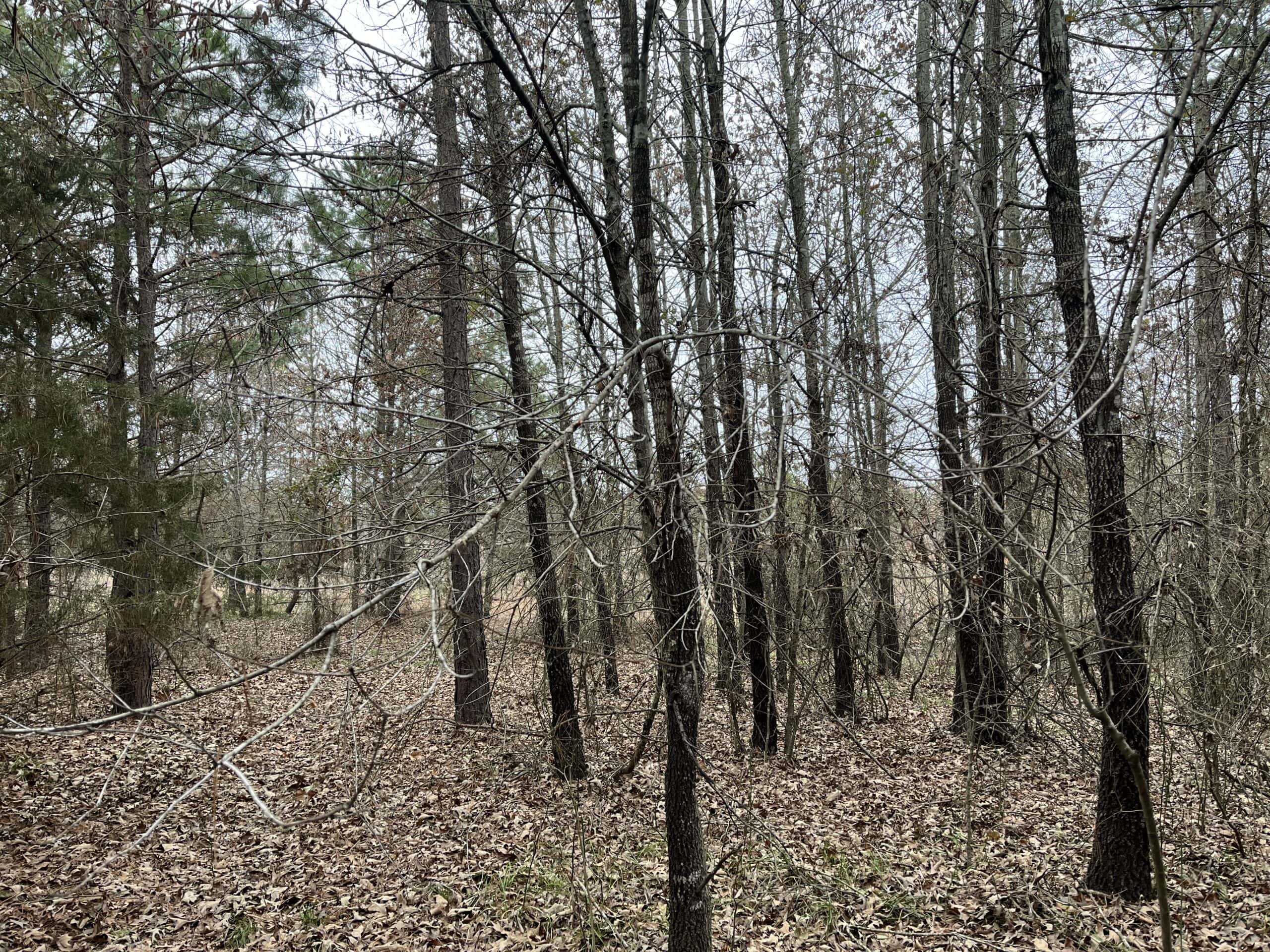 20-Acre Hunter’s Paradise in Southeastern Oklahoma-Prime location & Utilities Ready